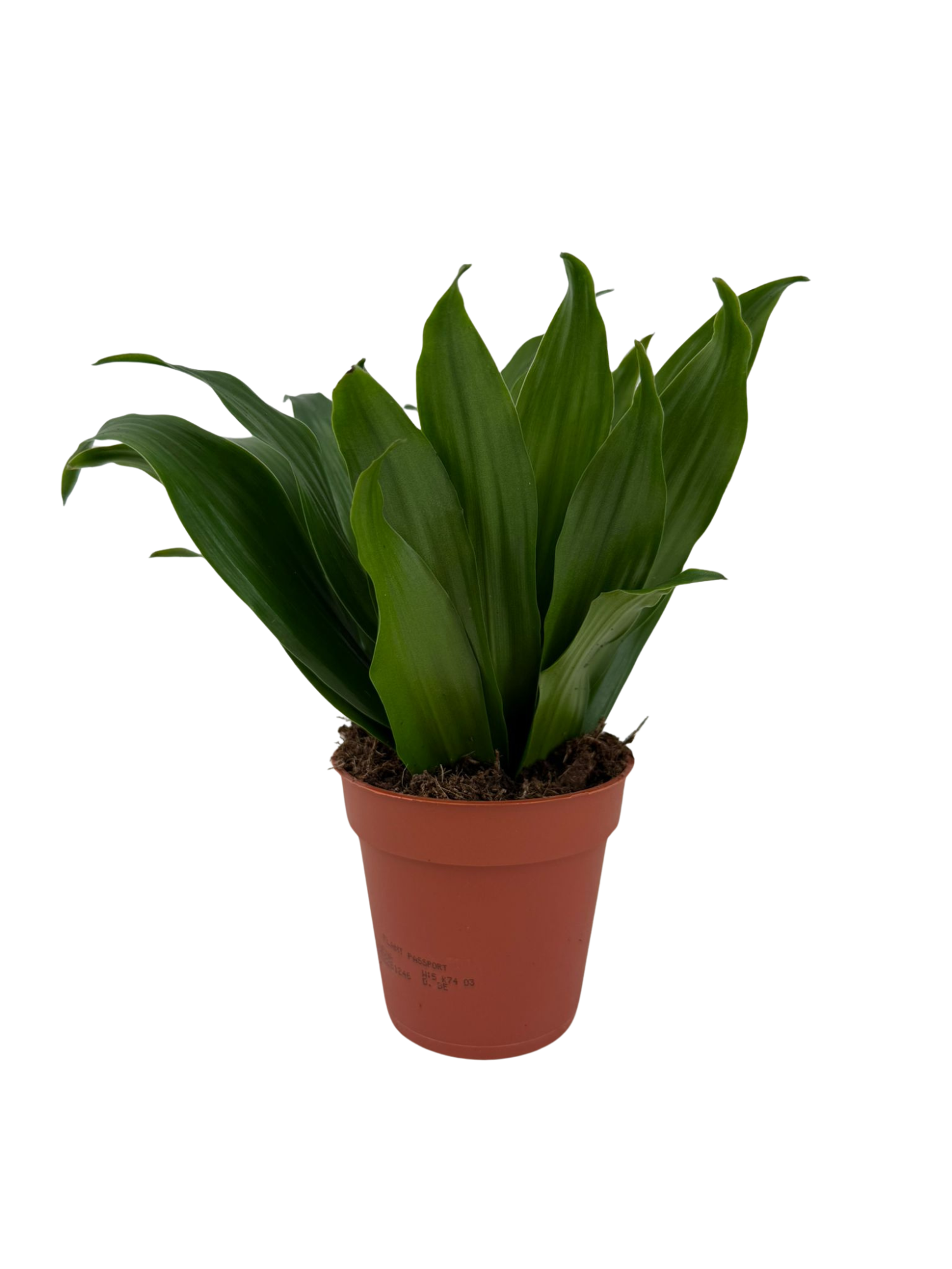 Dracaena Compacta p9, D 9