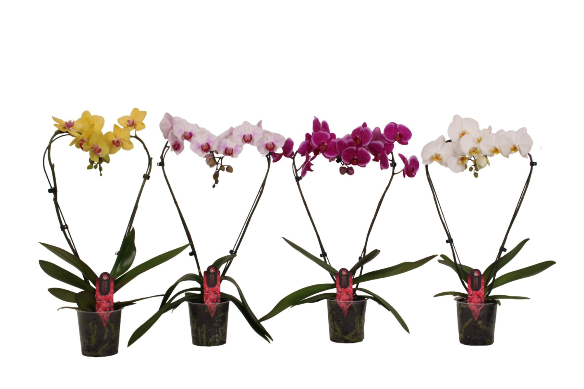 2-tak A1 Mix Hartvorm, D 12