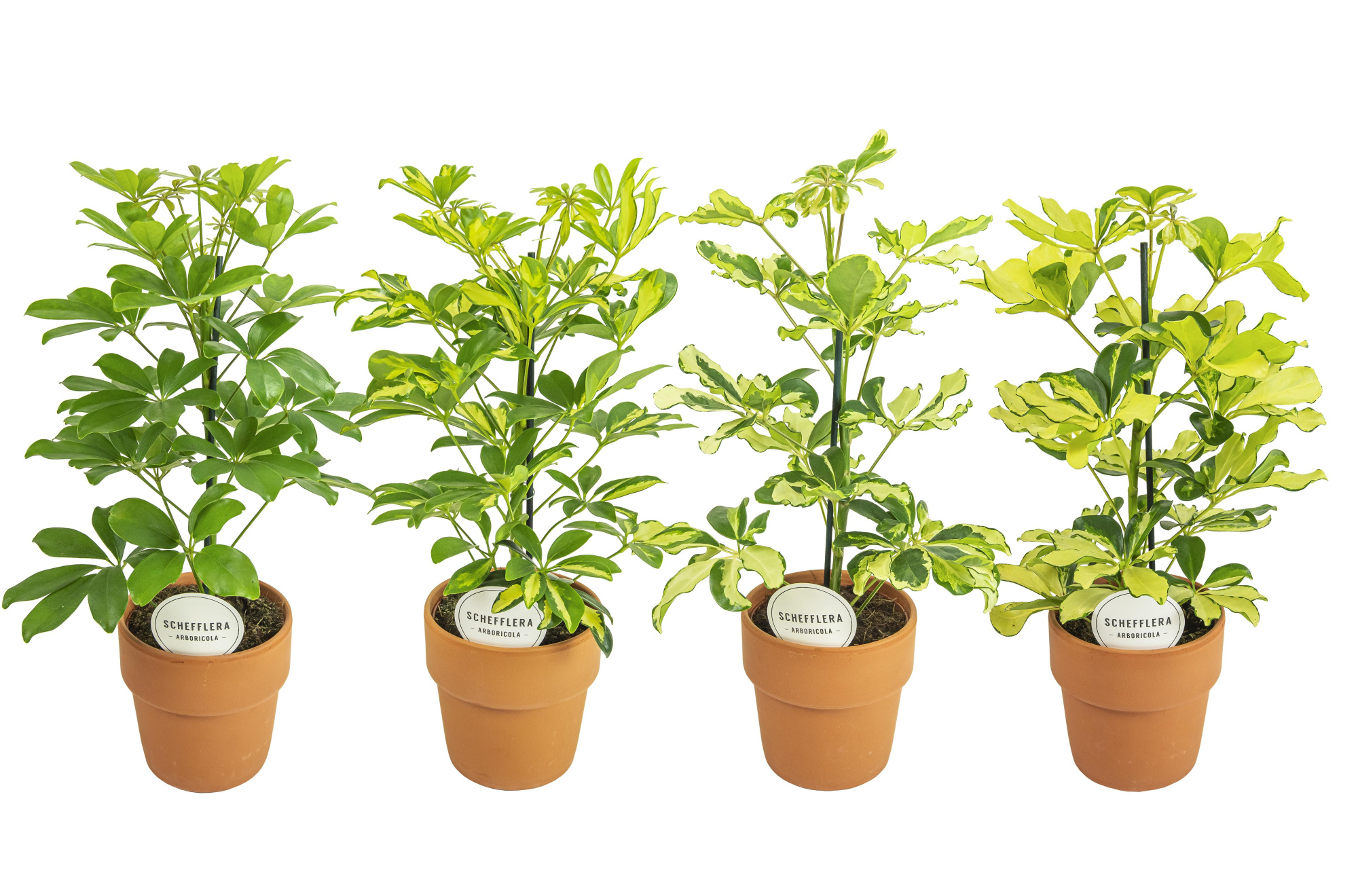 Schefflera Mix in Terracotta Oranje, D 15 cm