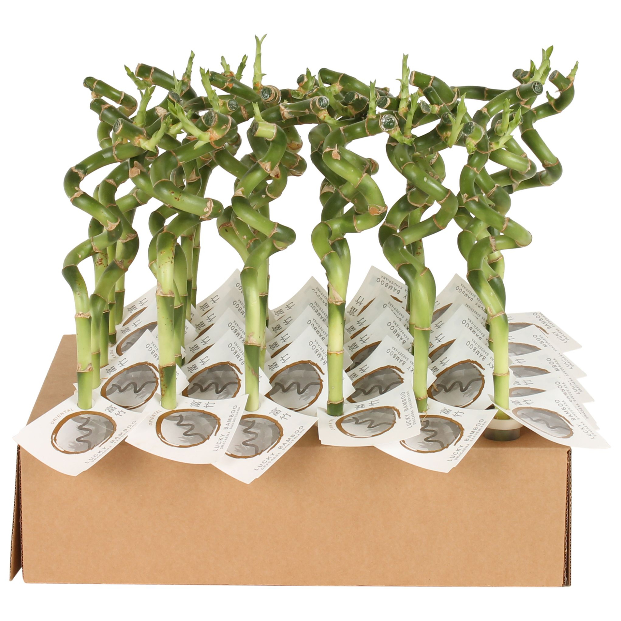 Lucky Bamboo Stem Spiral 30cm in Tube & Karton Tray, D 5 cm