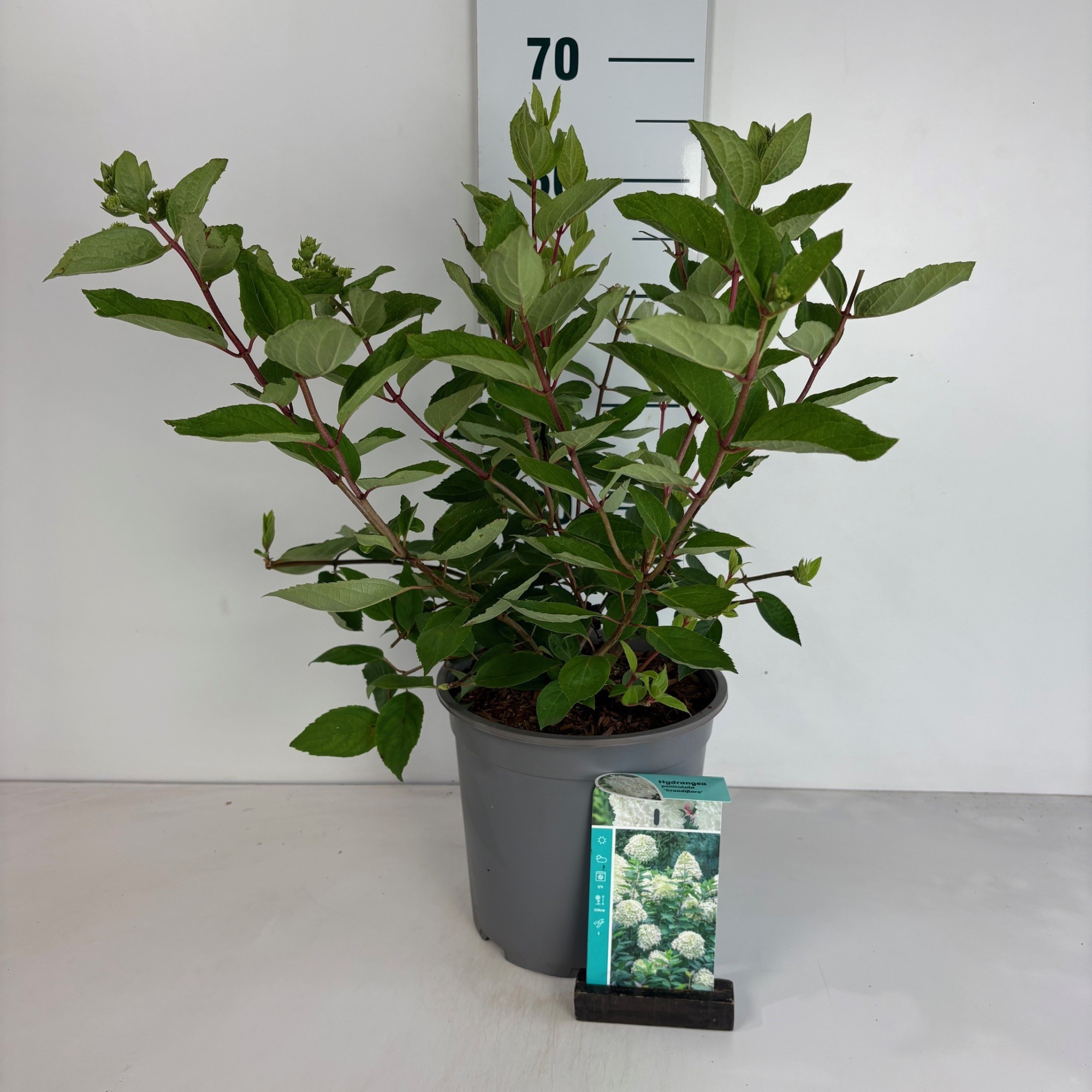 Hydrangea paniculata Grandiflora, D 24 cm