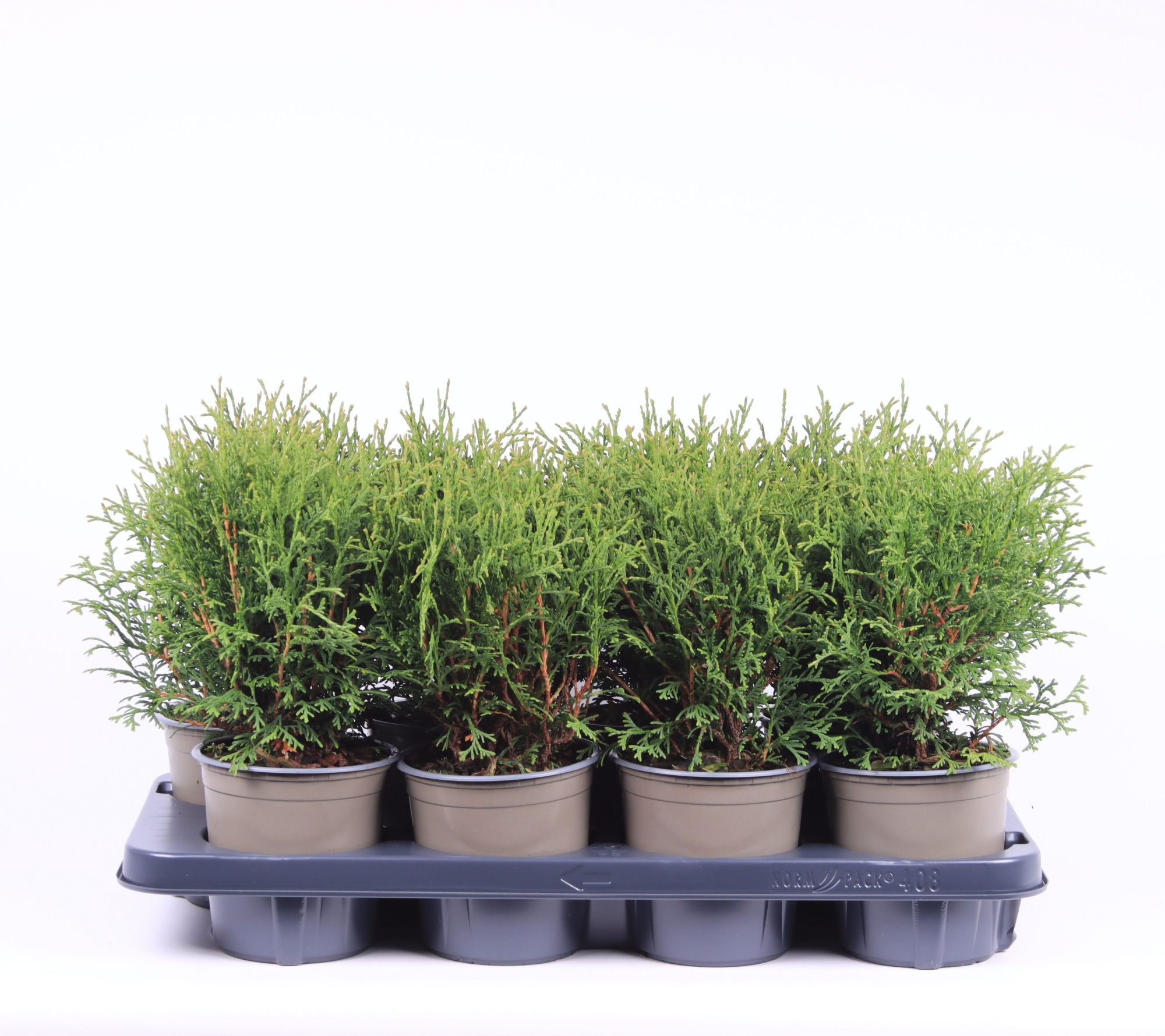 Thuja occidentalis 'Tiny Tim', D 13