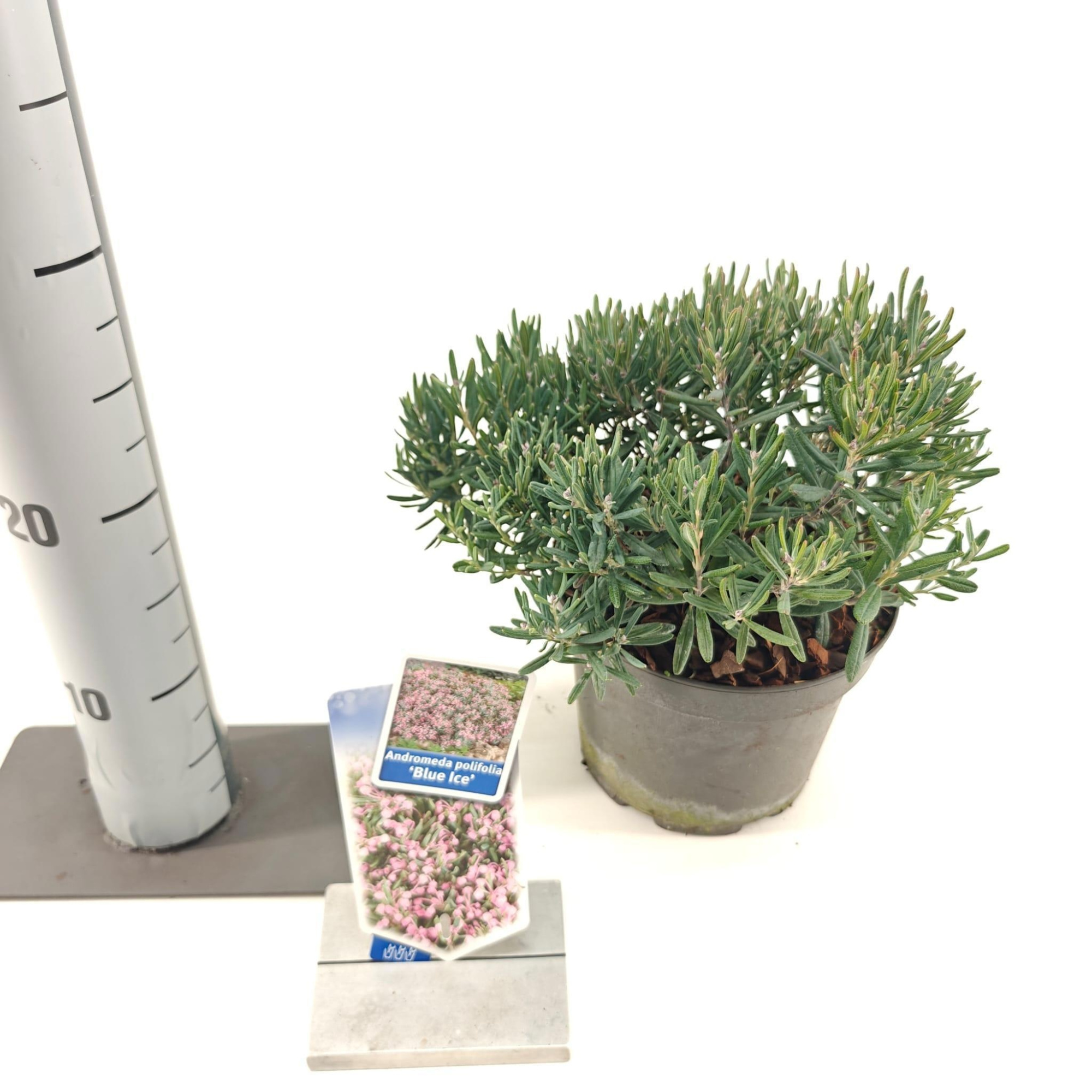 Andromeda polifolia 'Blue Ice', D 17