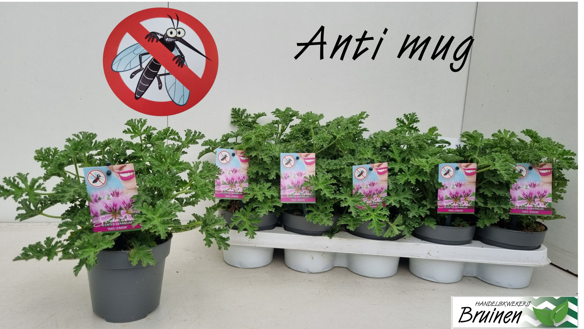 Pelargonium geurend p12 Isko Lemon - citroengeranium, D 12