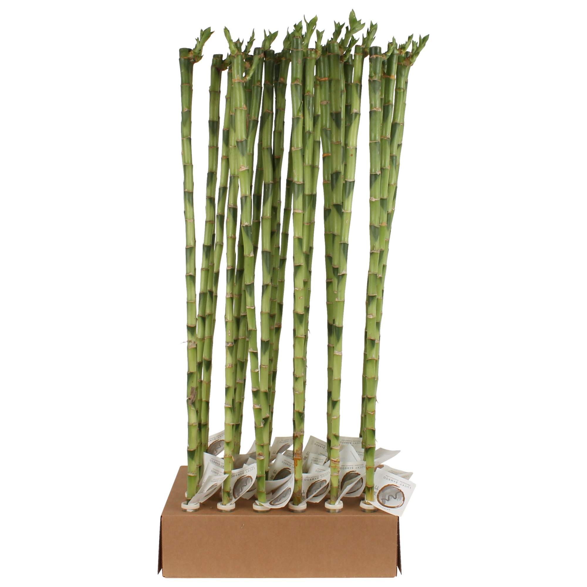 Lucky Bamboo Stem Straight 80cm in Tube & Karton Tray, D 5