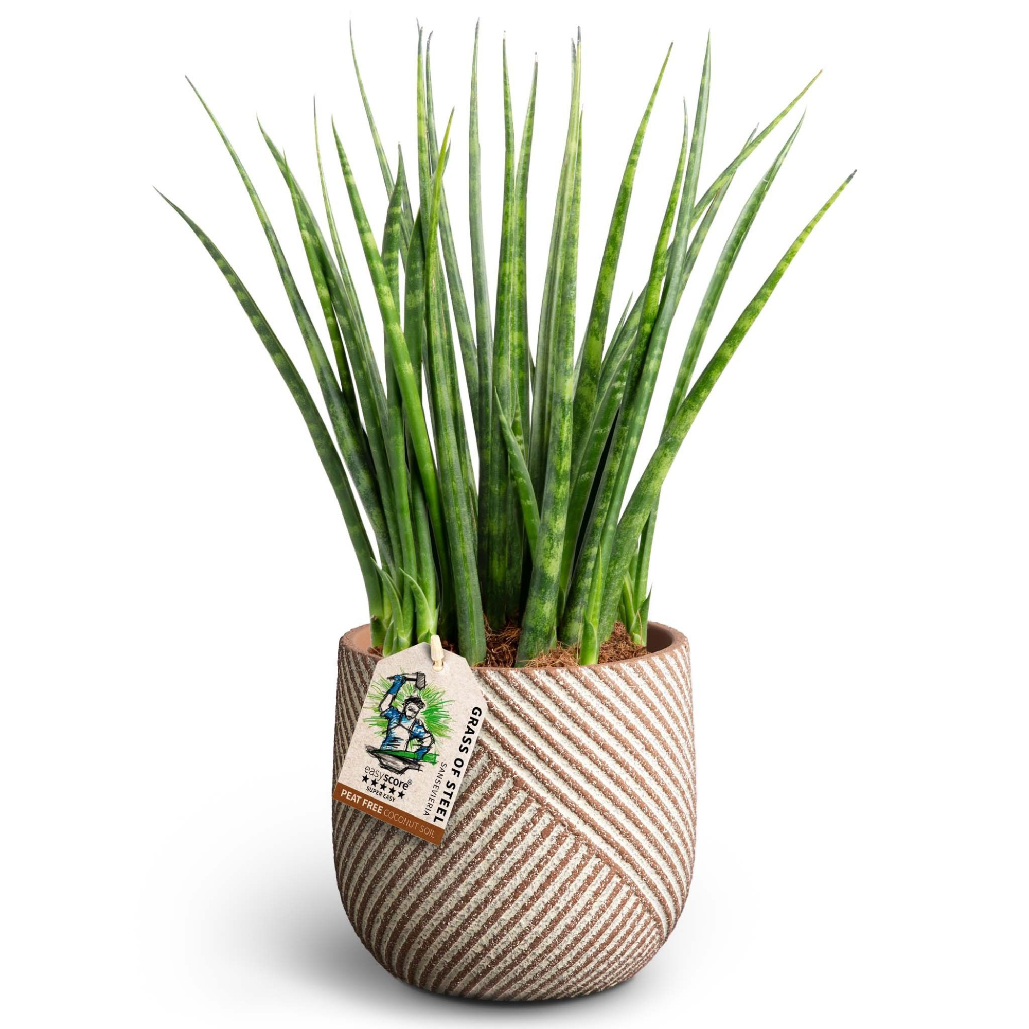 Grove Nougat, Sansevieria ´Fernwood´, D 12 cm