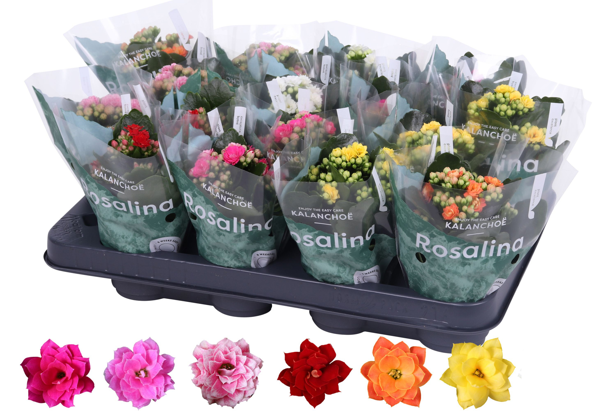 Kalanchoe Rosalina 07cm mix, zonder wit, D 7
