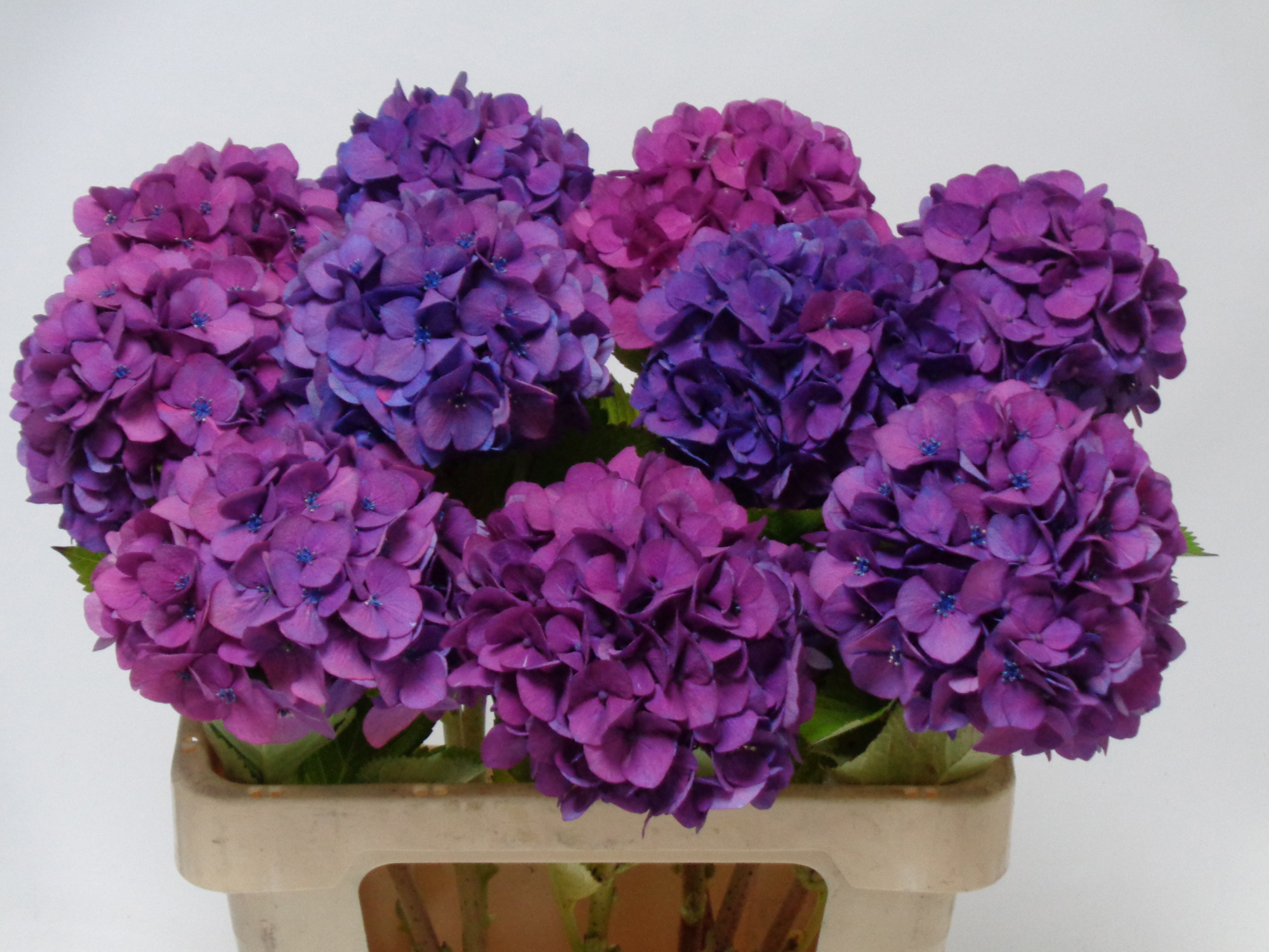 Гортензия Роял Венис 60, шт.