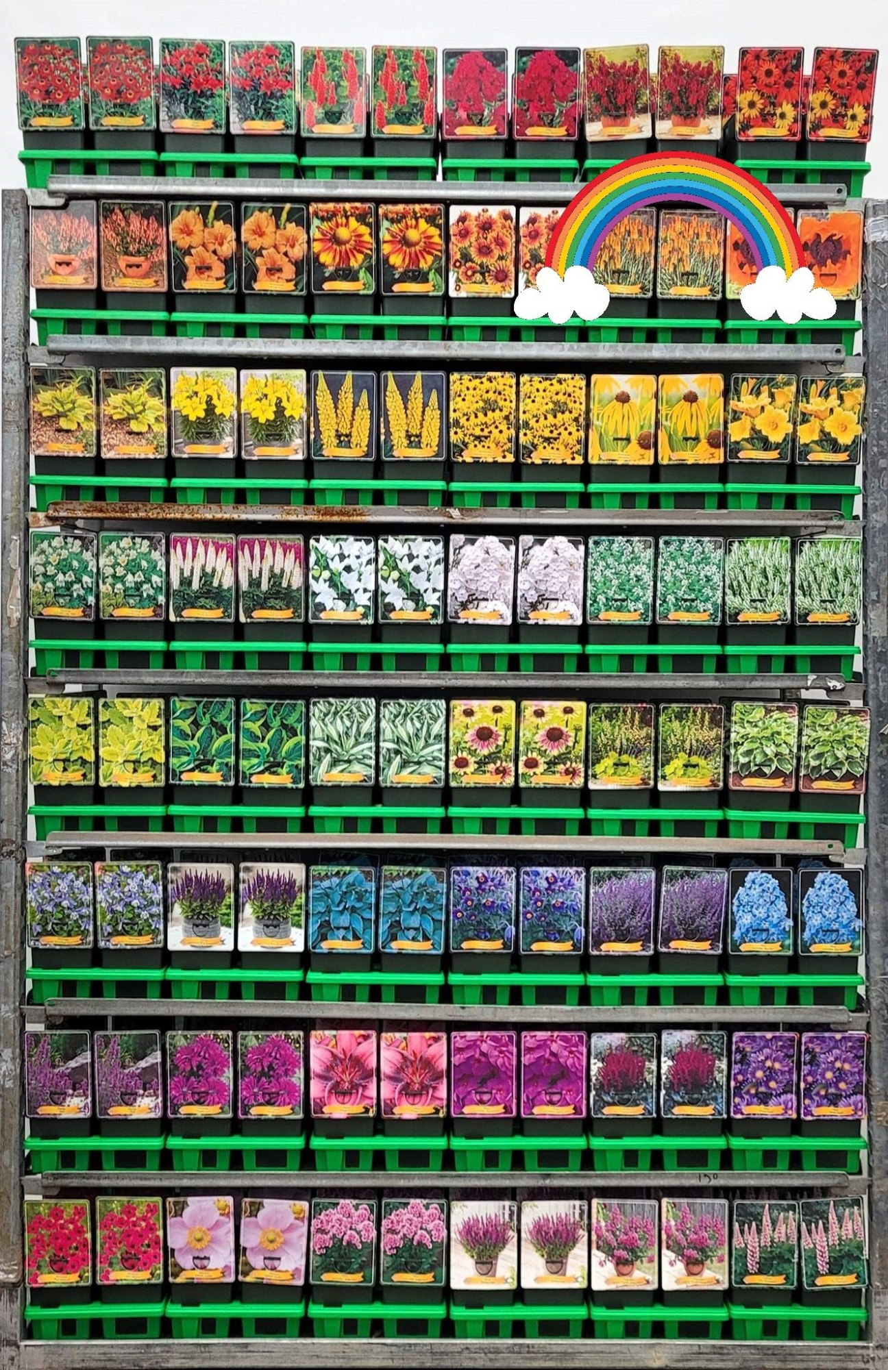 Regenboog vaste planten Mix CC P11, D 11 cm