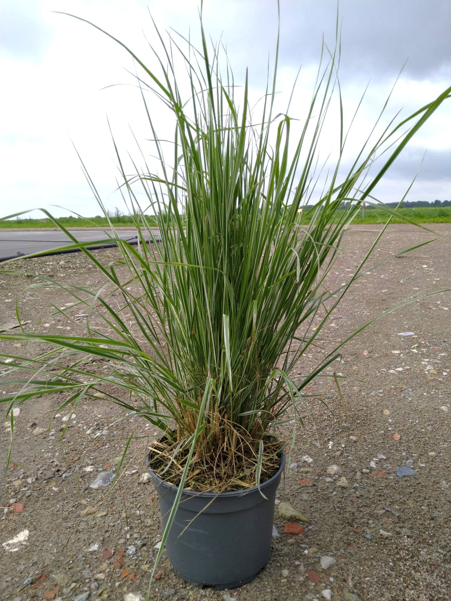 Calamagrostis acu. 'Overdam', D 23 cm