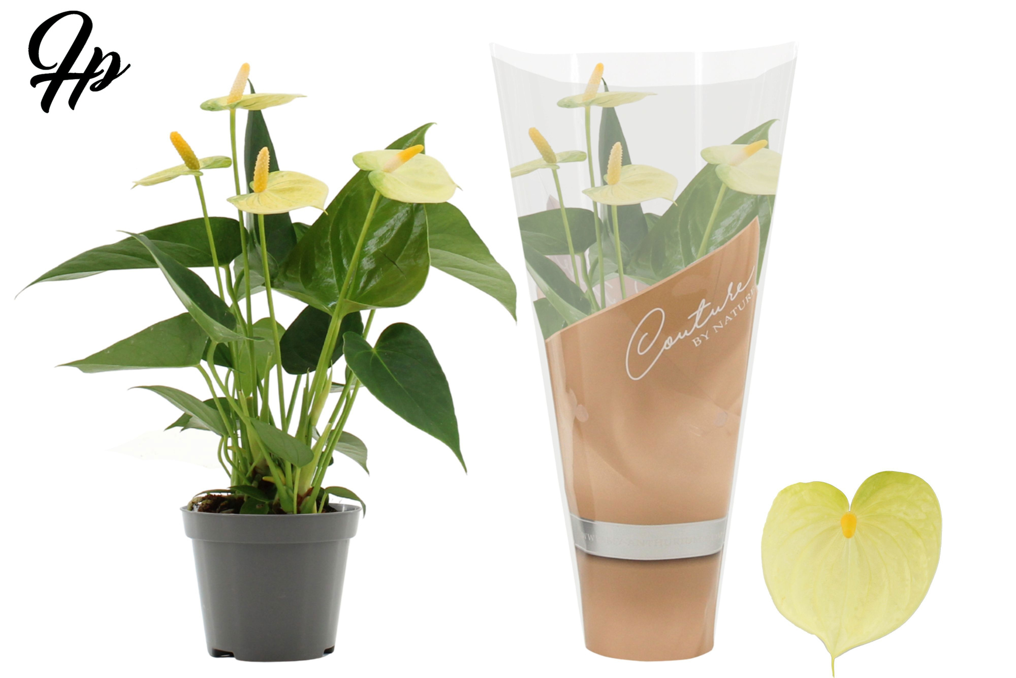 Anthurium 9 cm Vanilla in Couture sleeve, D 9
