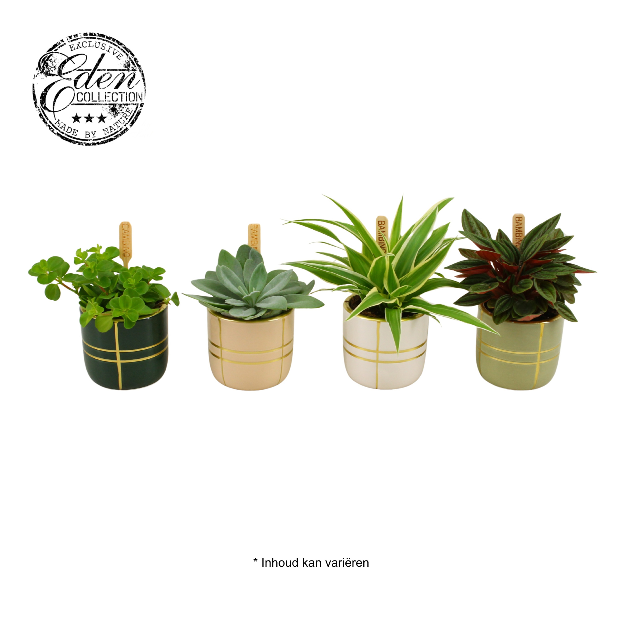 Gemengde tray 5,5cm in lauri potje, D 5,5 cm