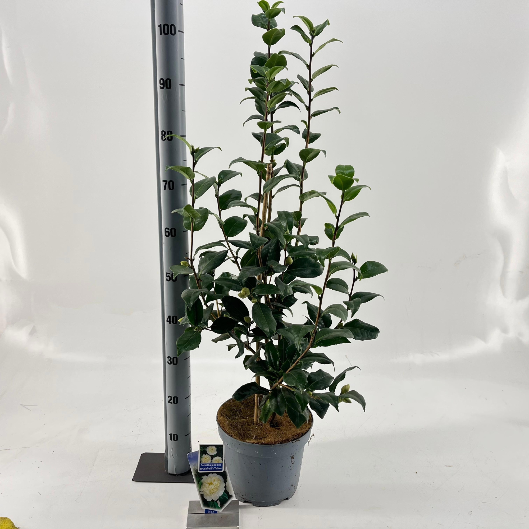 Camellia japonica 'Brushfield's Yellow', D 23 cm