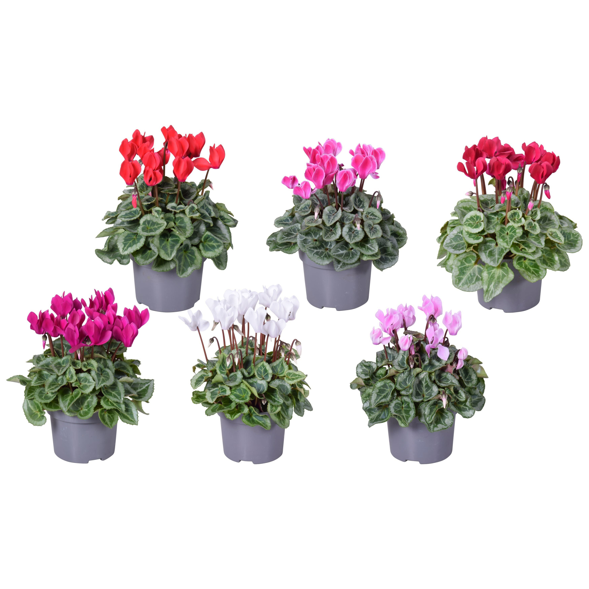 Cyclaam mini zilverblad mixlaag, D 10,5