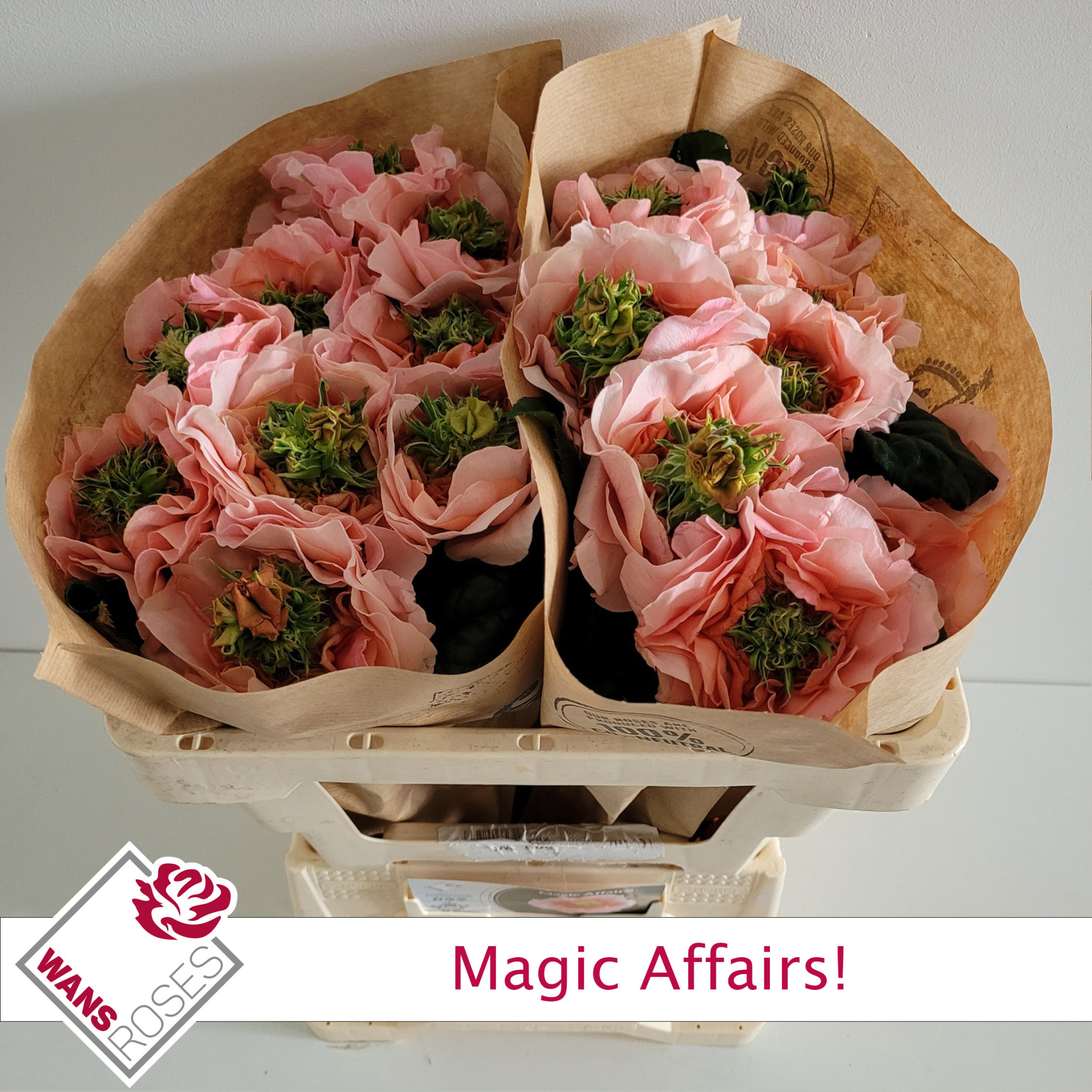 Роза од. Мэджик Эфейрс! 50, шт.