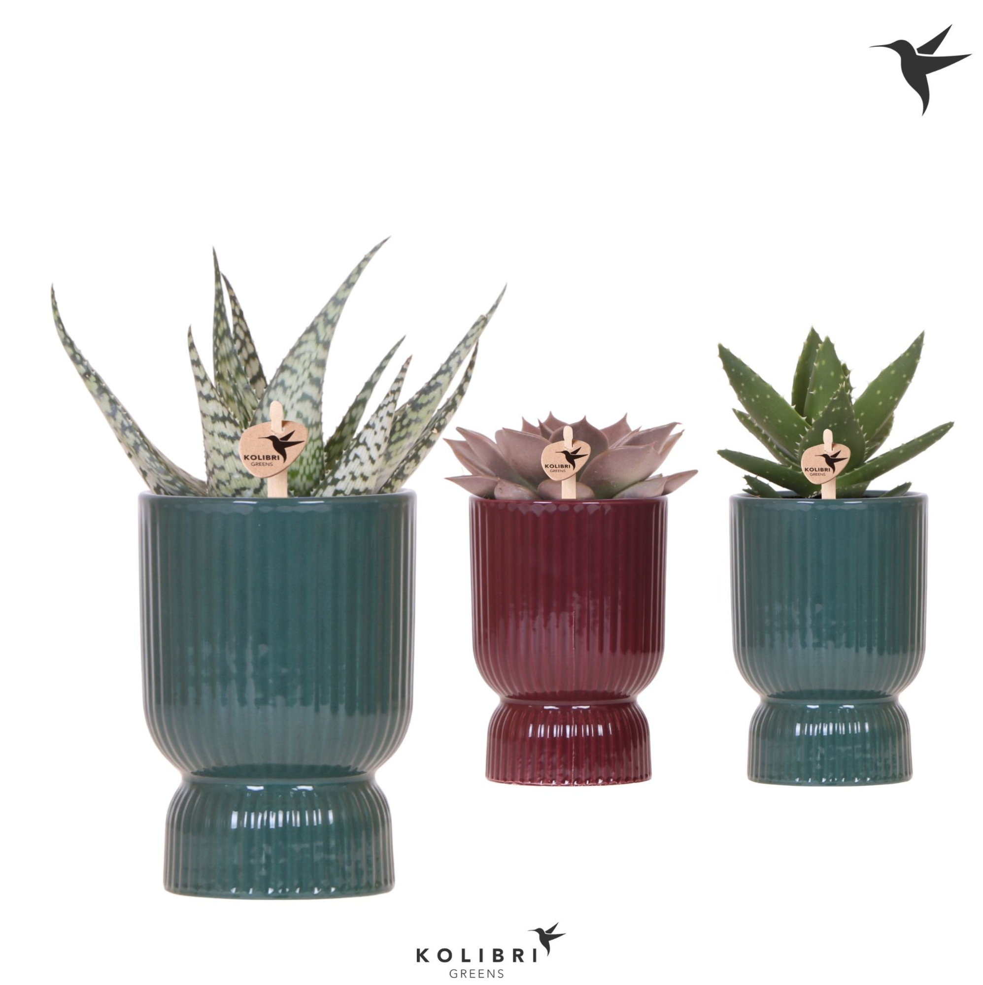 Kolibri Greens Succulenten mix in Diabolo pot green mix, D 9 cm