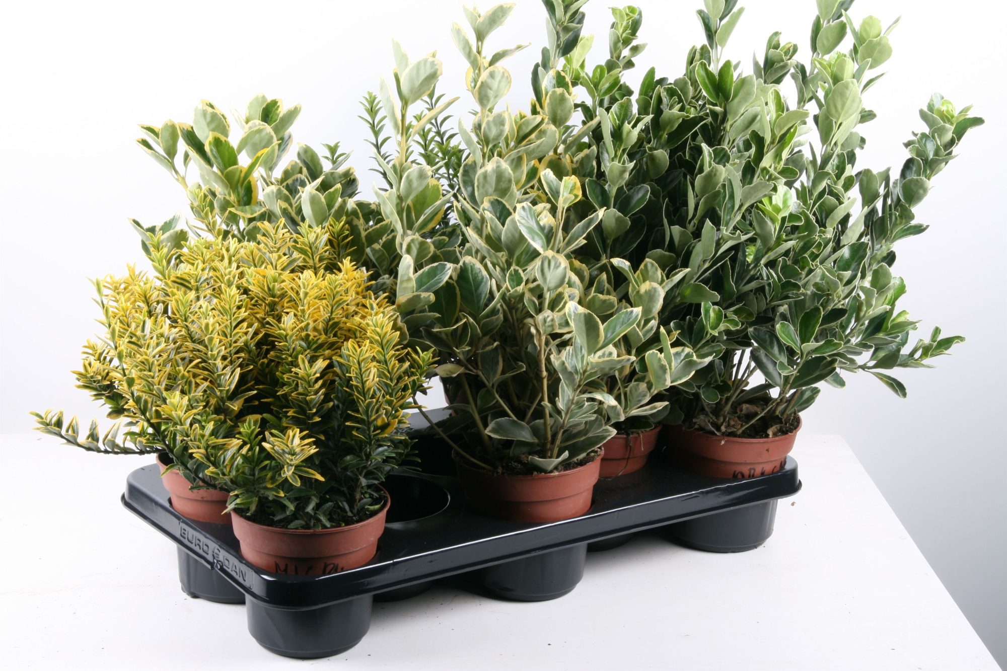 306 EB: Euonymus p13 mix soorten per tray, D 13