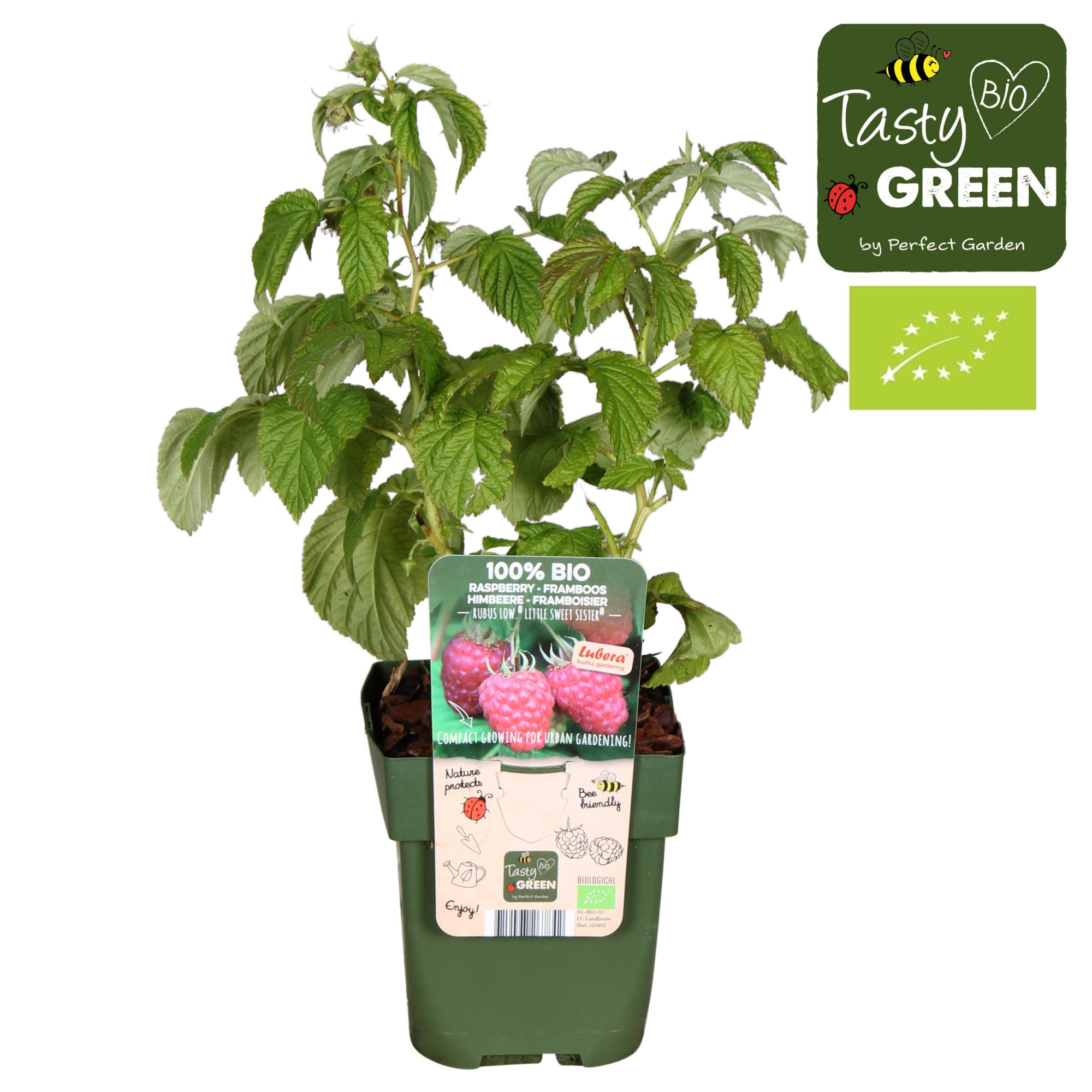 Rubus Low® Little Sweet Sister® Bio P13, D 13 cm