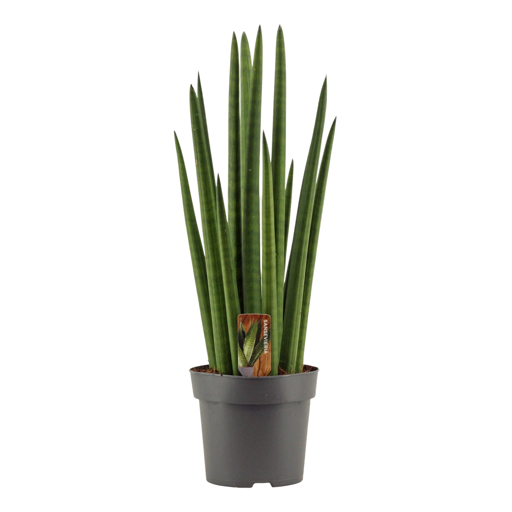 Sansevieria Cylindrica 14 cm Rocket, D 14