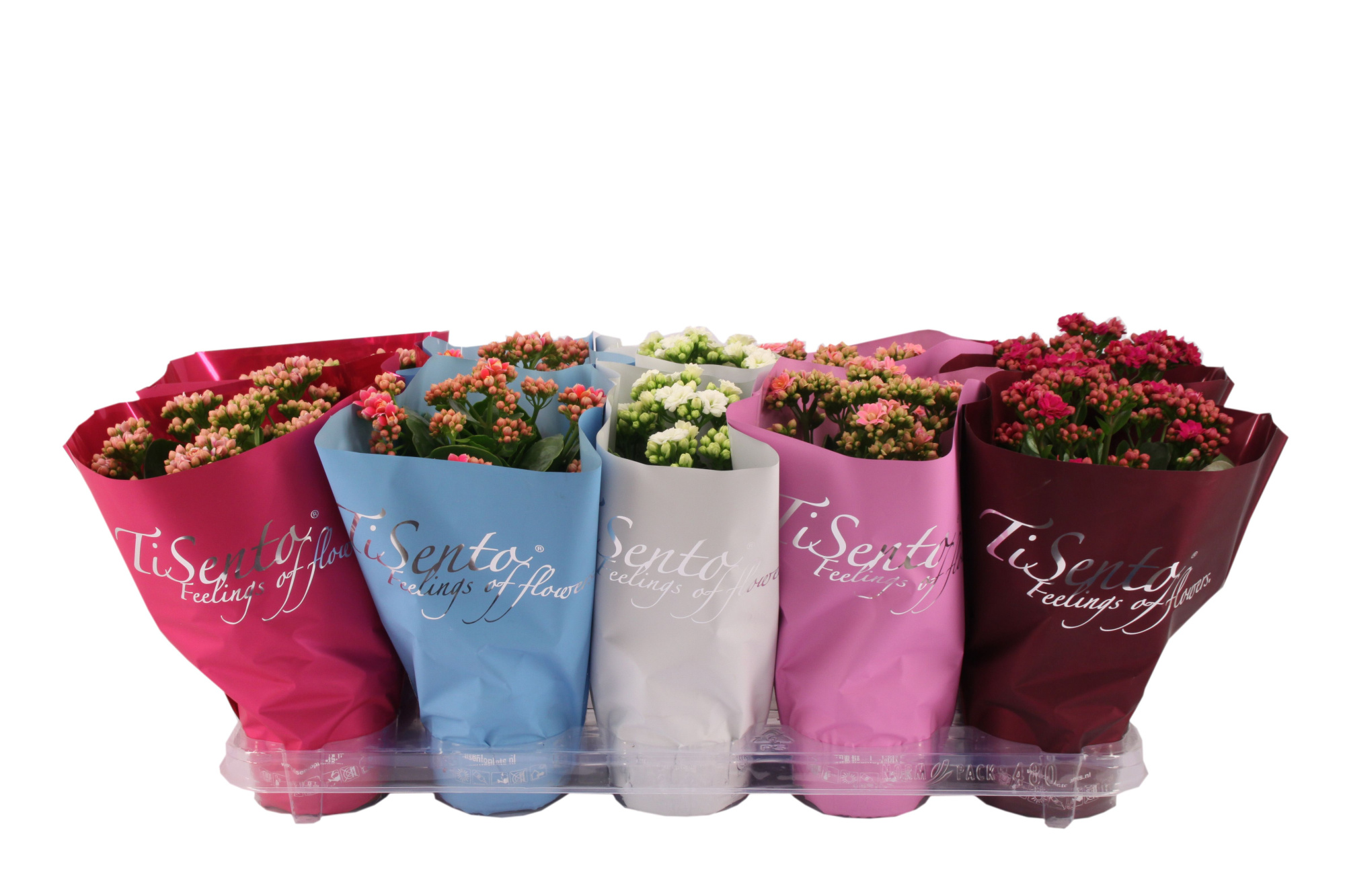 Calandiva 12 cm - Januari Mix, D 12 cm