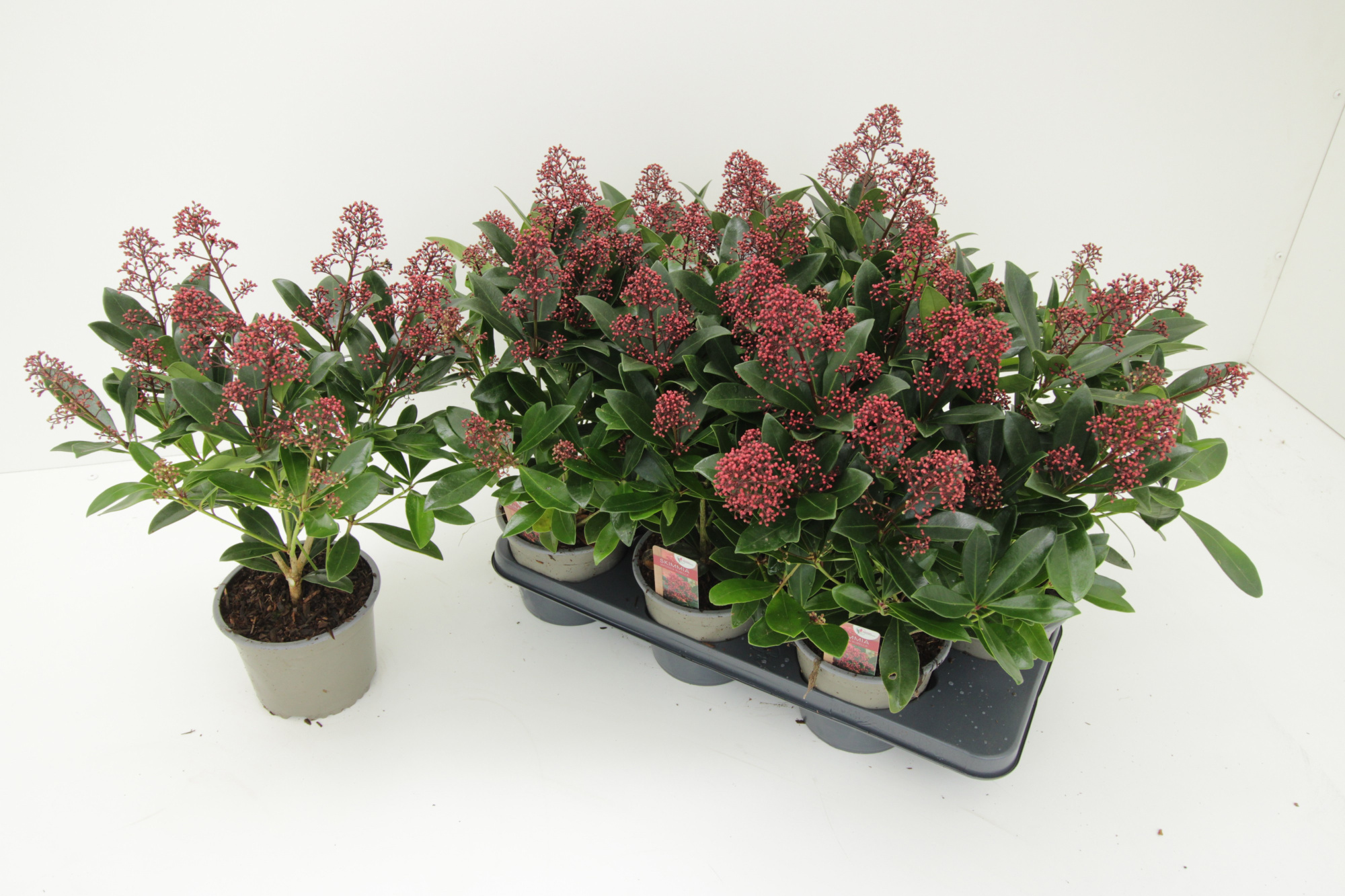 Skimmia Japonica Rubella 10+ (15cm 2-jarig), D 15