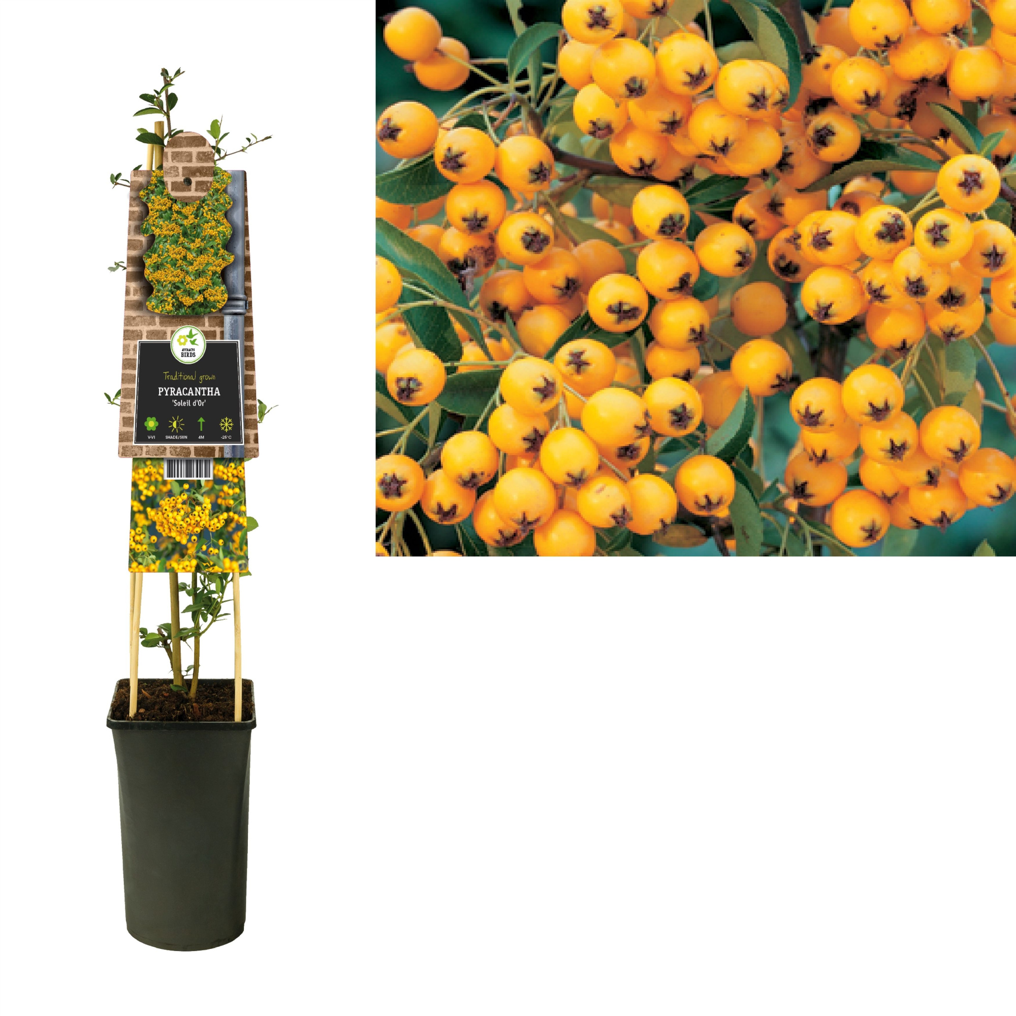 Pyracantha 'Soleil d'Or' +3.0 label, D 17
