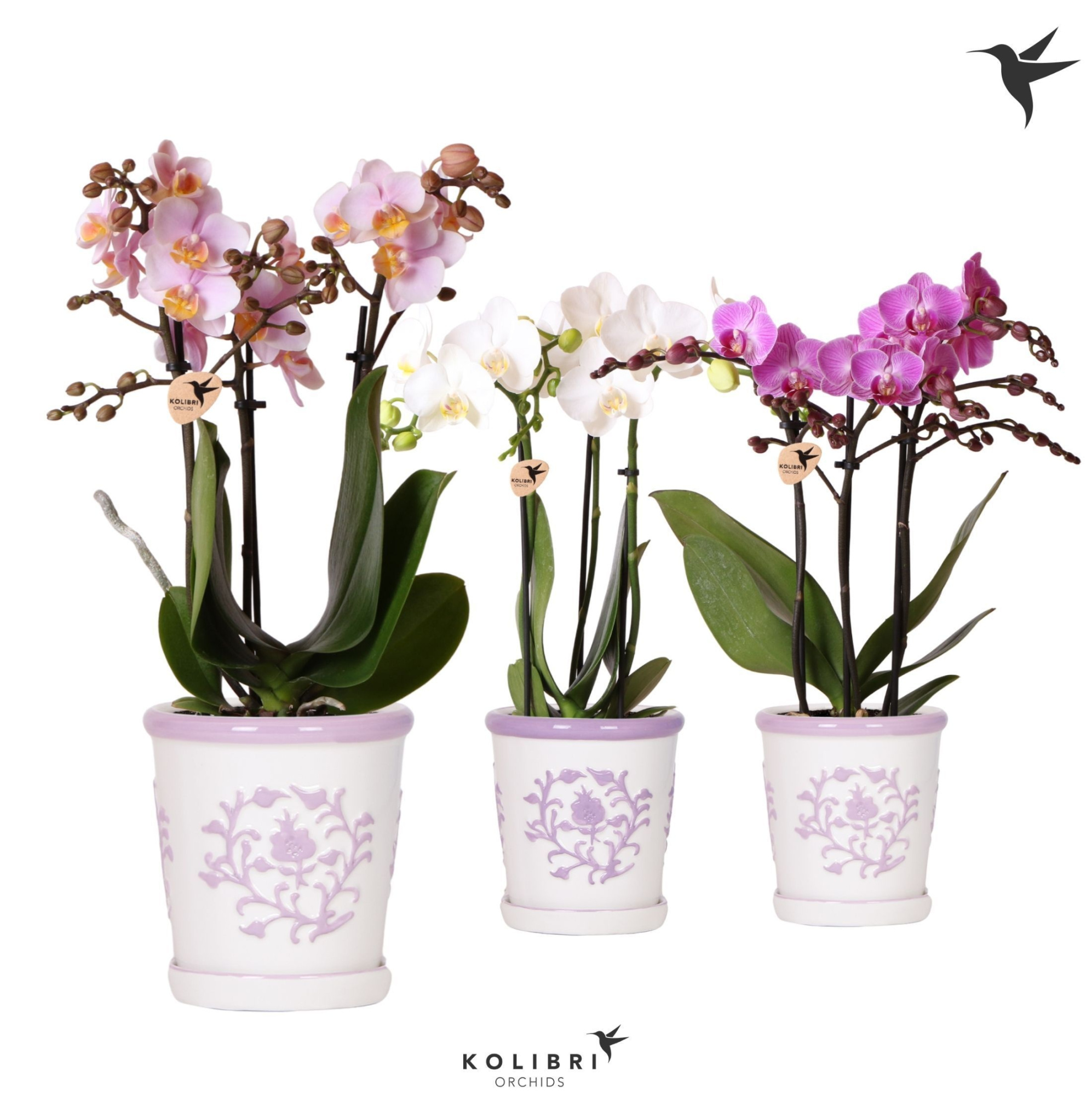 Kolibri Orchids Phalaenopsis mix 3 spike in Malaga pot lila mix, D 9