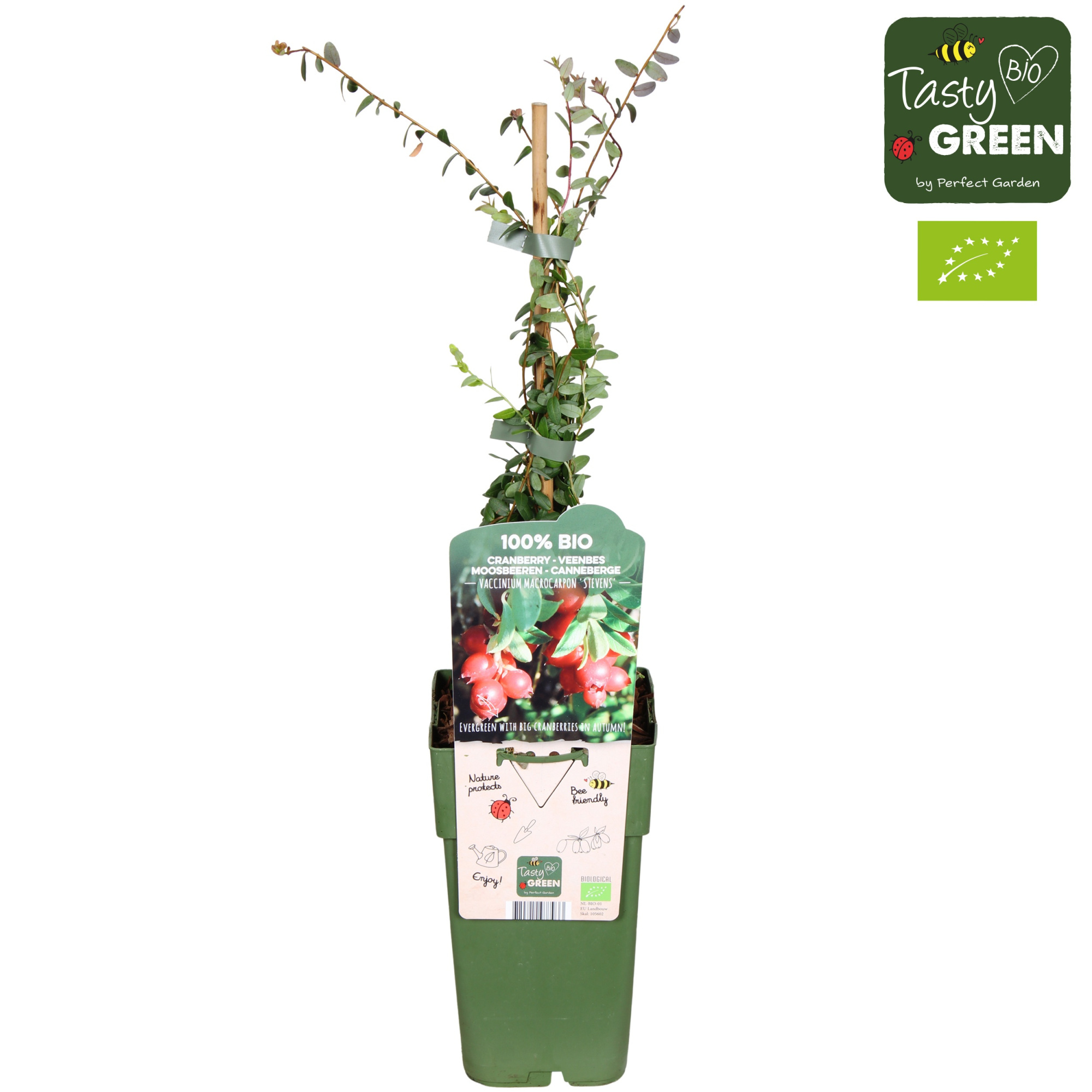 Vaccinium macrocarpon 'Stevens' Bio P15, D 15 cm