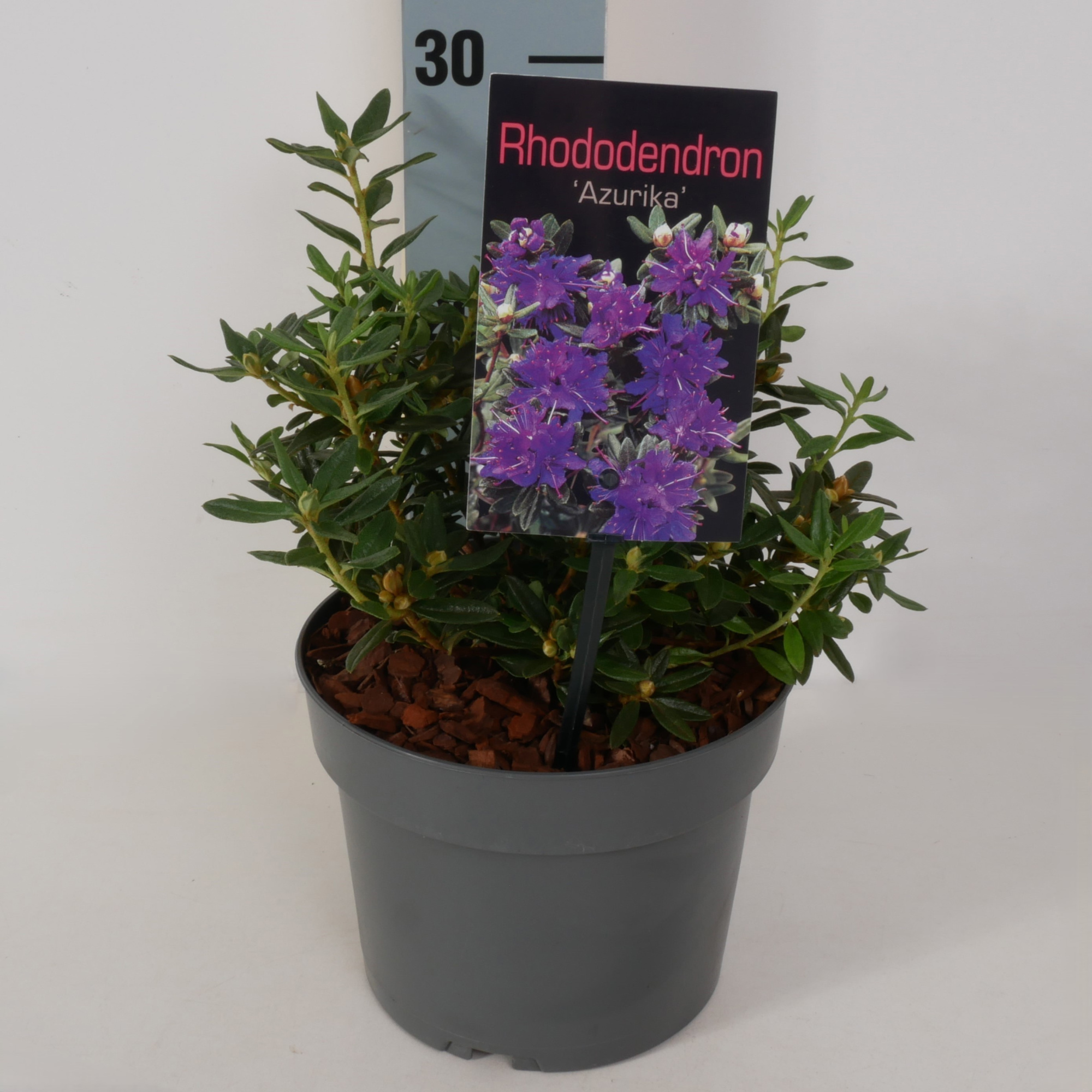 Rhododendron 'Azurika' P17, D 17
