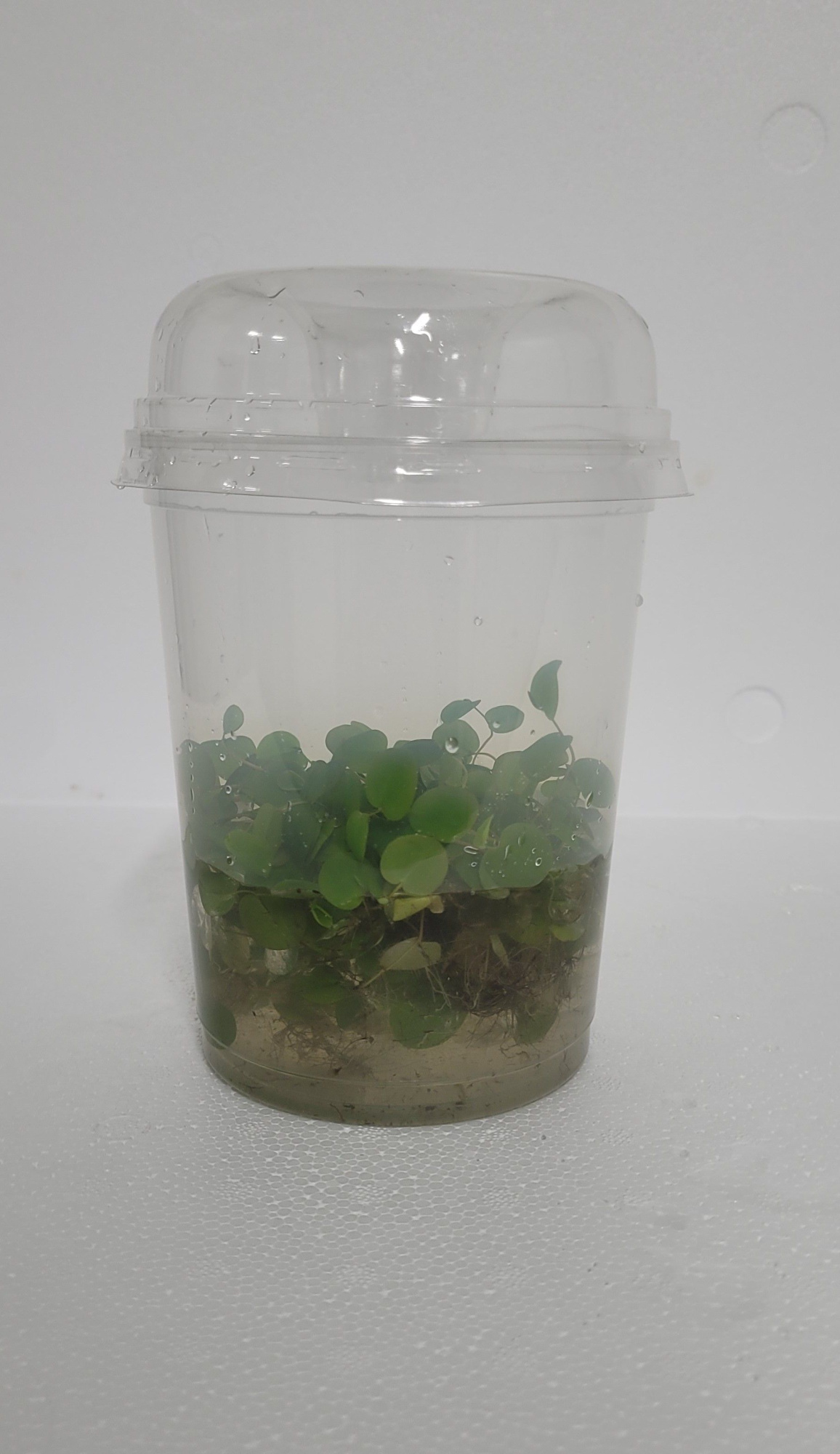 490-Phyllanthus fluitans met deksel, D 12 cm