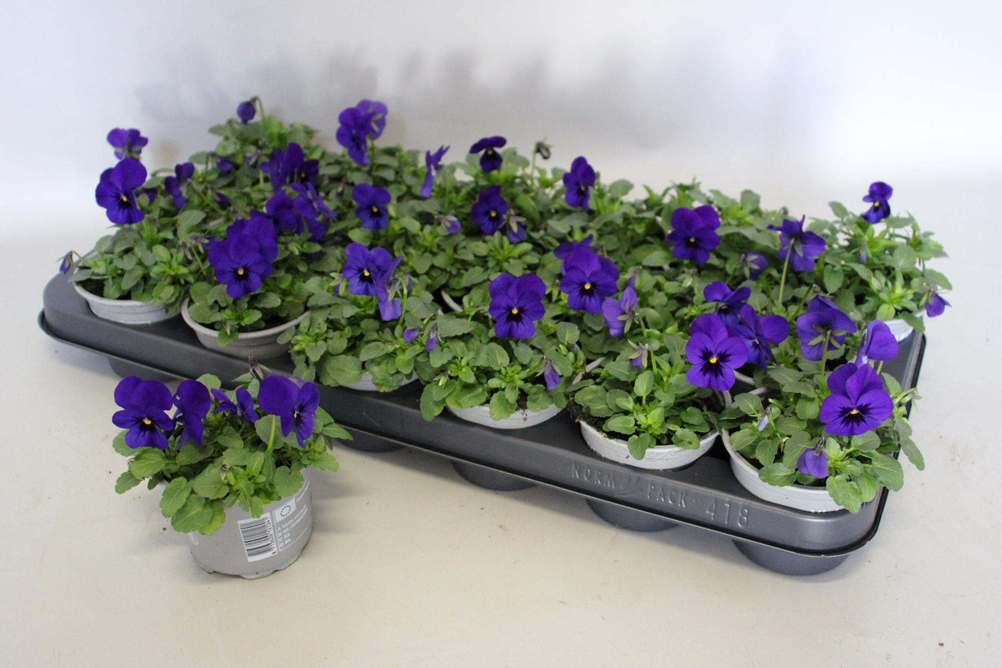Viola cornuta 9 cm Deep Blue, D 9 cm