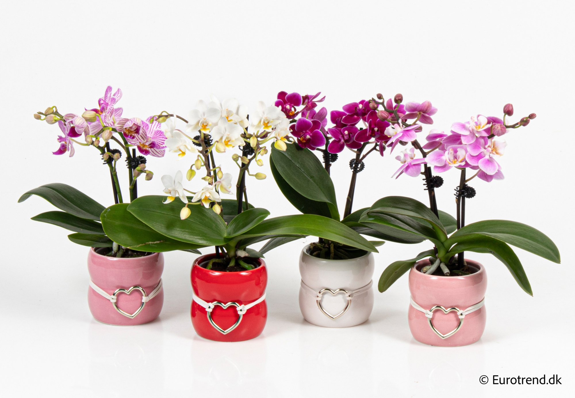Phalaenopsis in Valentine ceramic 2026, D 6