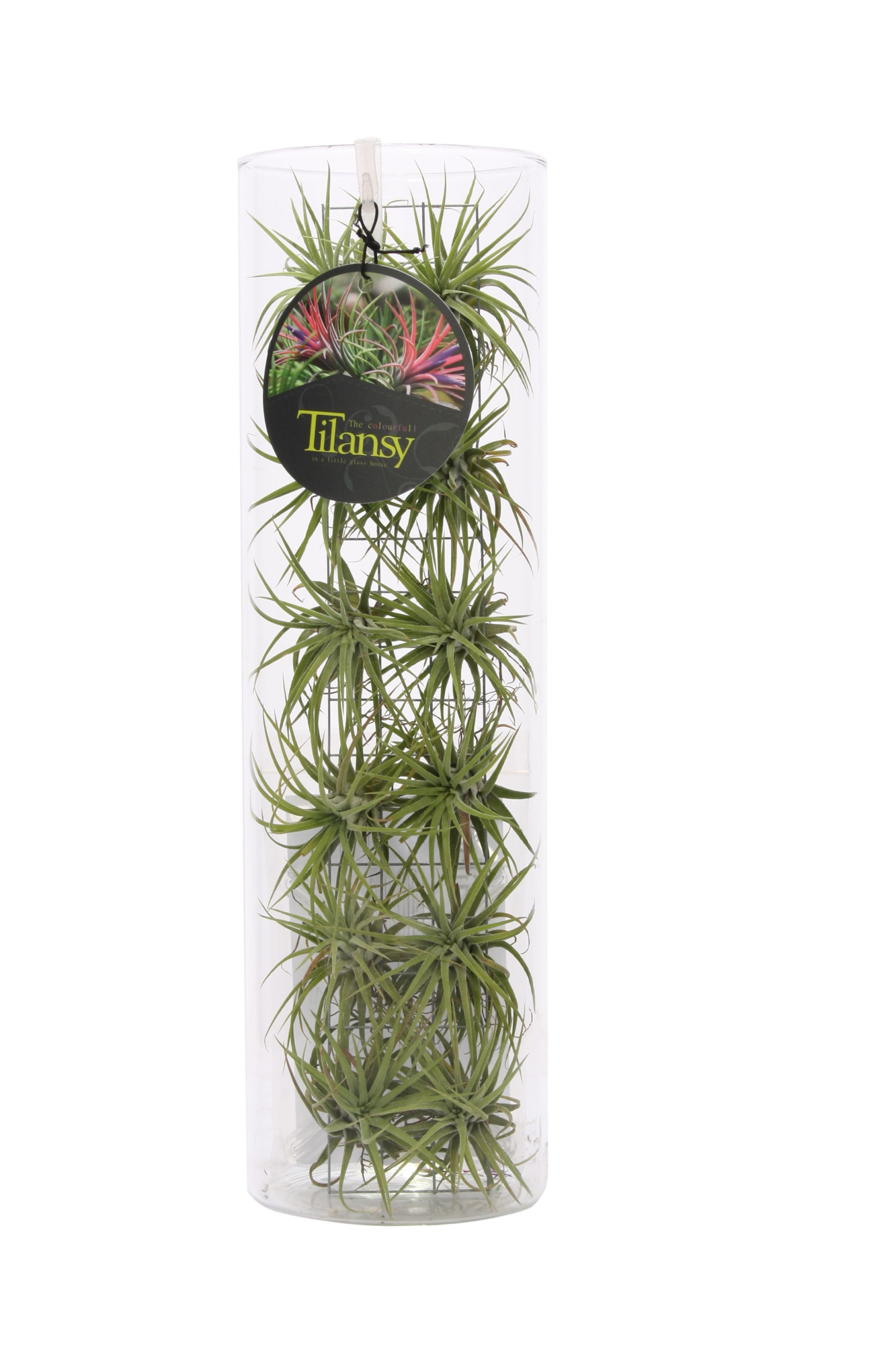 Tillansy groen, D 11