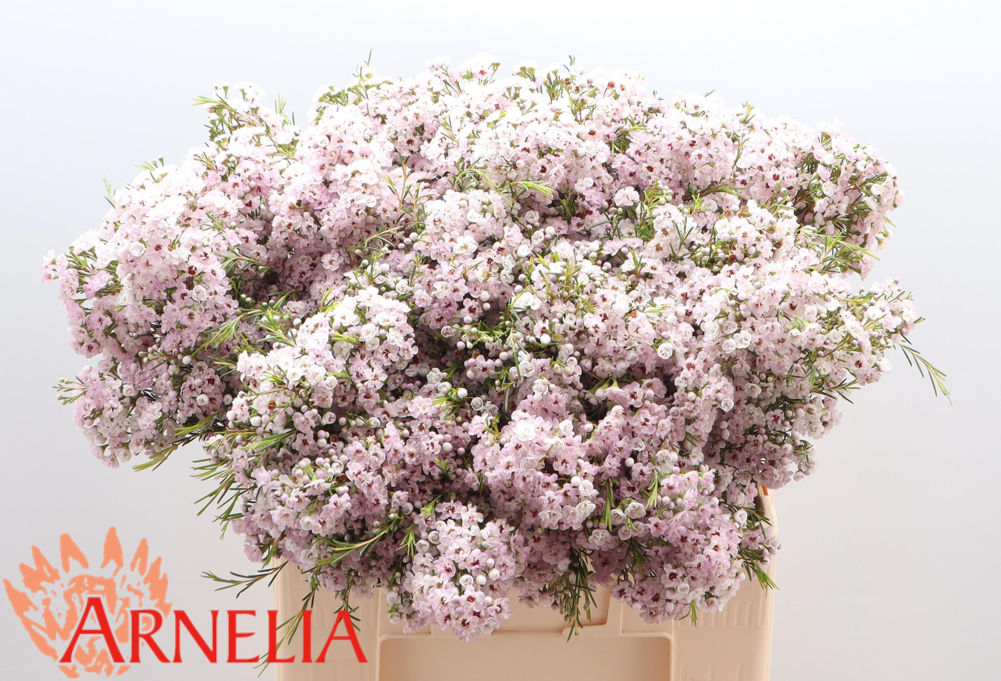 Шамелациум Овериг 60, шт.