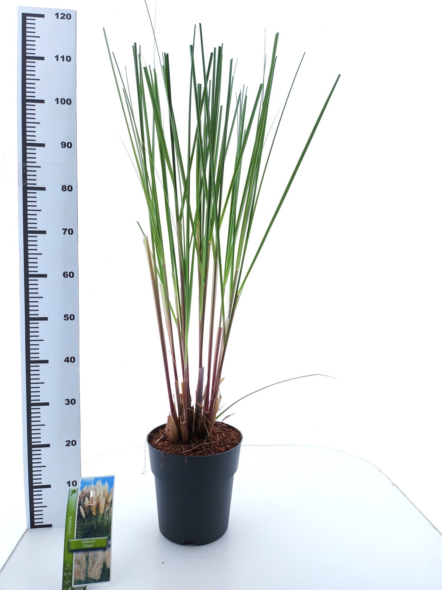 Cortaderia selloana 'Citaro', D 23 cm