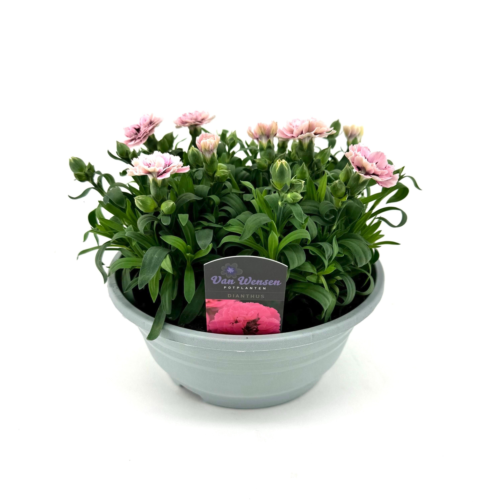 Dianthus 'Oscar' Purple Star, D 21