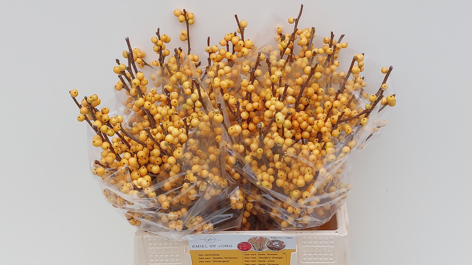 Илекс Голден Вербум 35, шт.