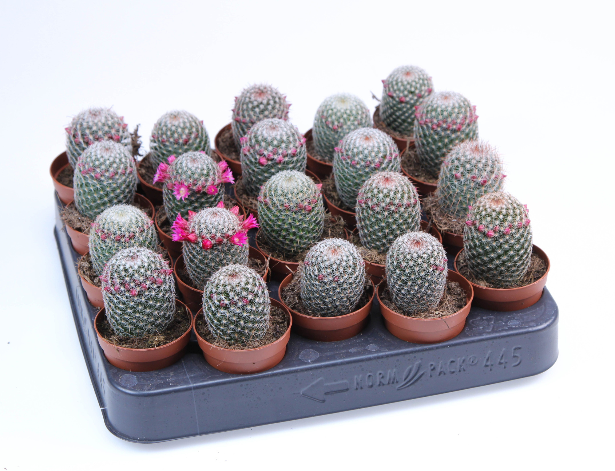 Mammillaria matudae E, D 5,5