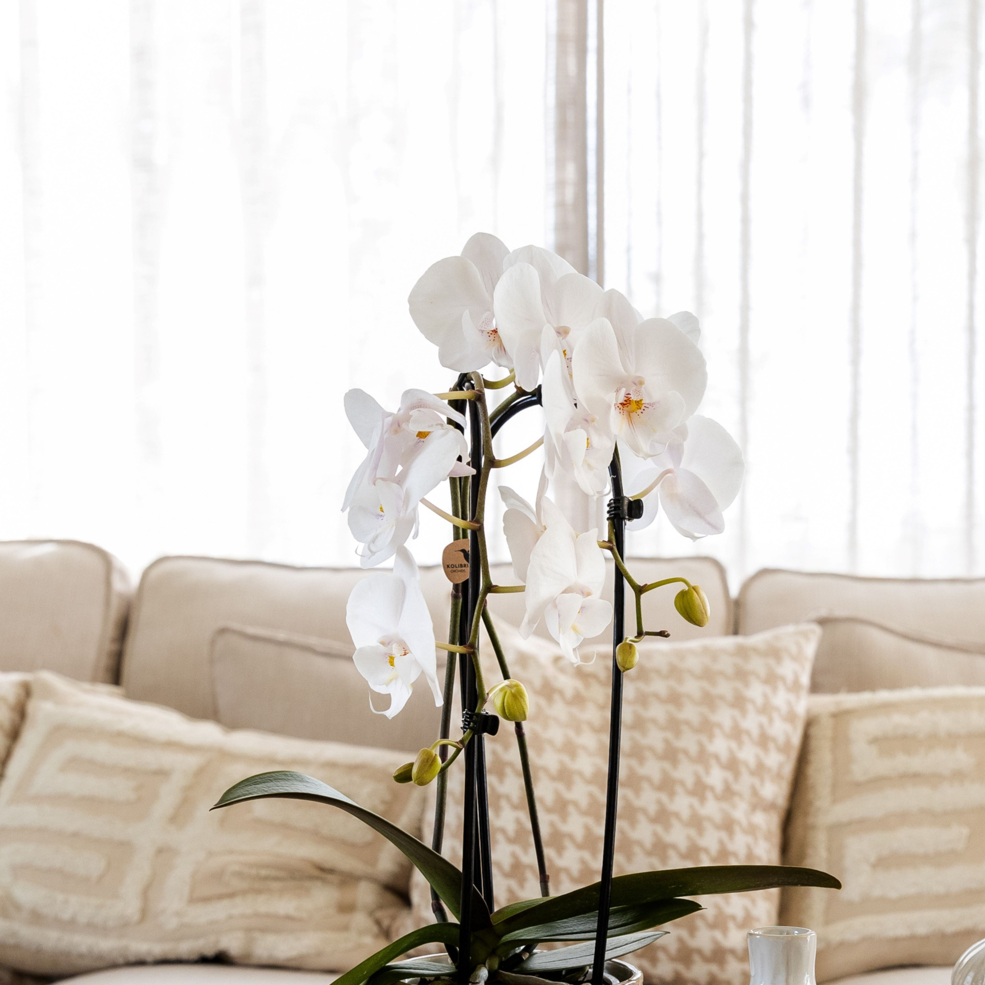 Kolibri Orchids Cascade Niagara Fall white 2 spike in Ancient pot brown mix, D 12