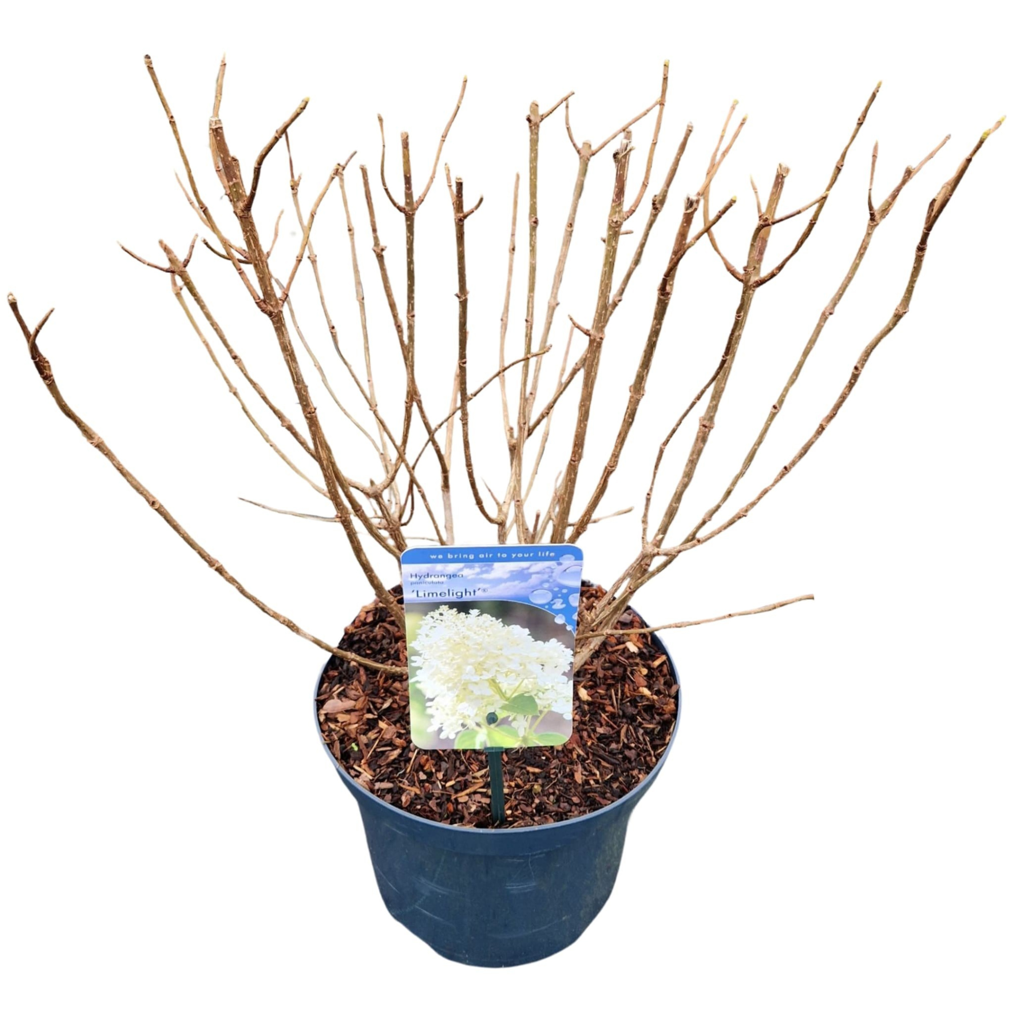 Hydrangea pan. 'Limelight', D 23