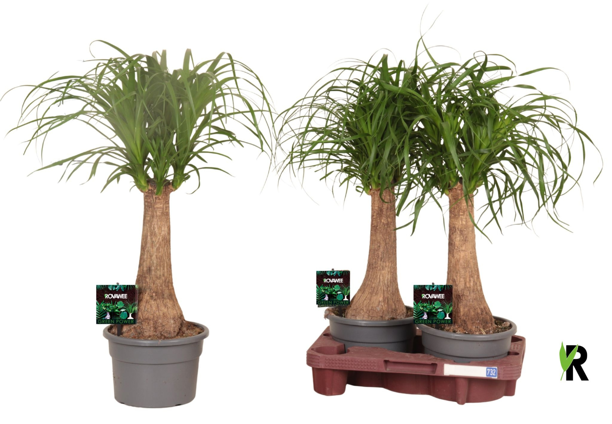 Beaucarnea rec. rechte stam in fust 732, D 19 cm