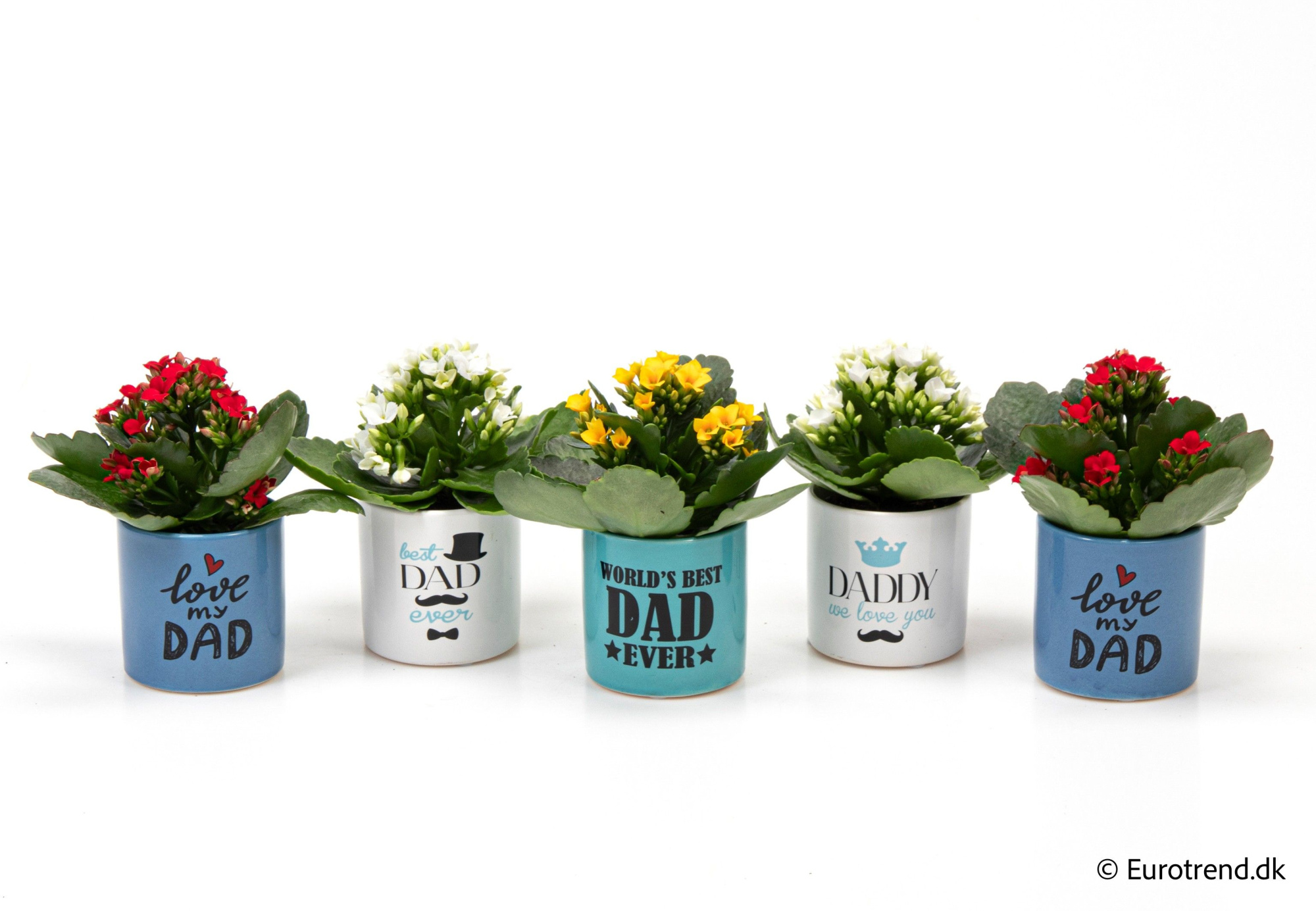 Kalanchoe in ceramic - Spring, Summer & Autumn 2025, D 6 cm