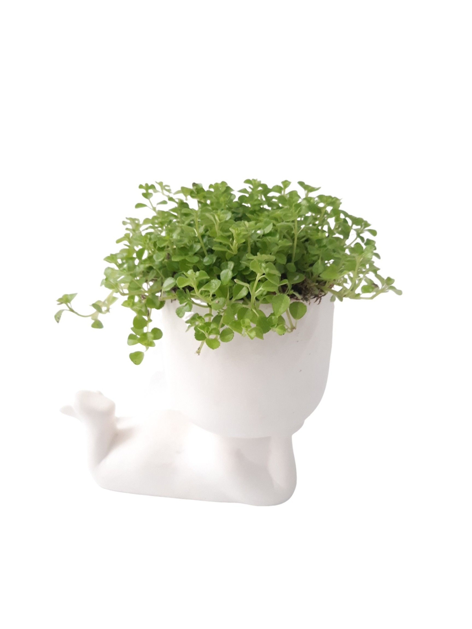 CLXL20PIL Chilling Large White 20cm Pilea Depressa, D 20 cm