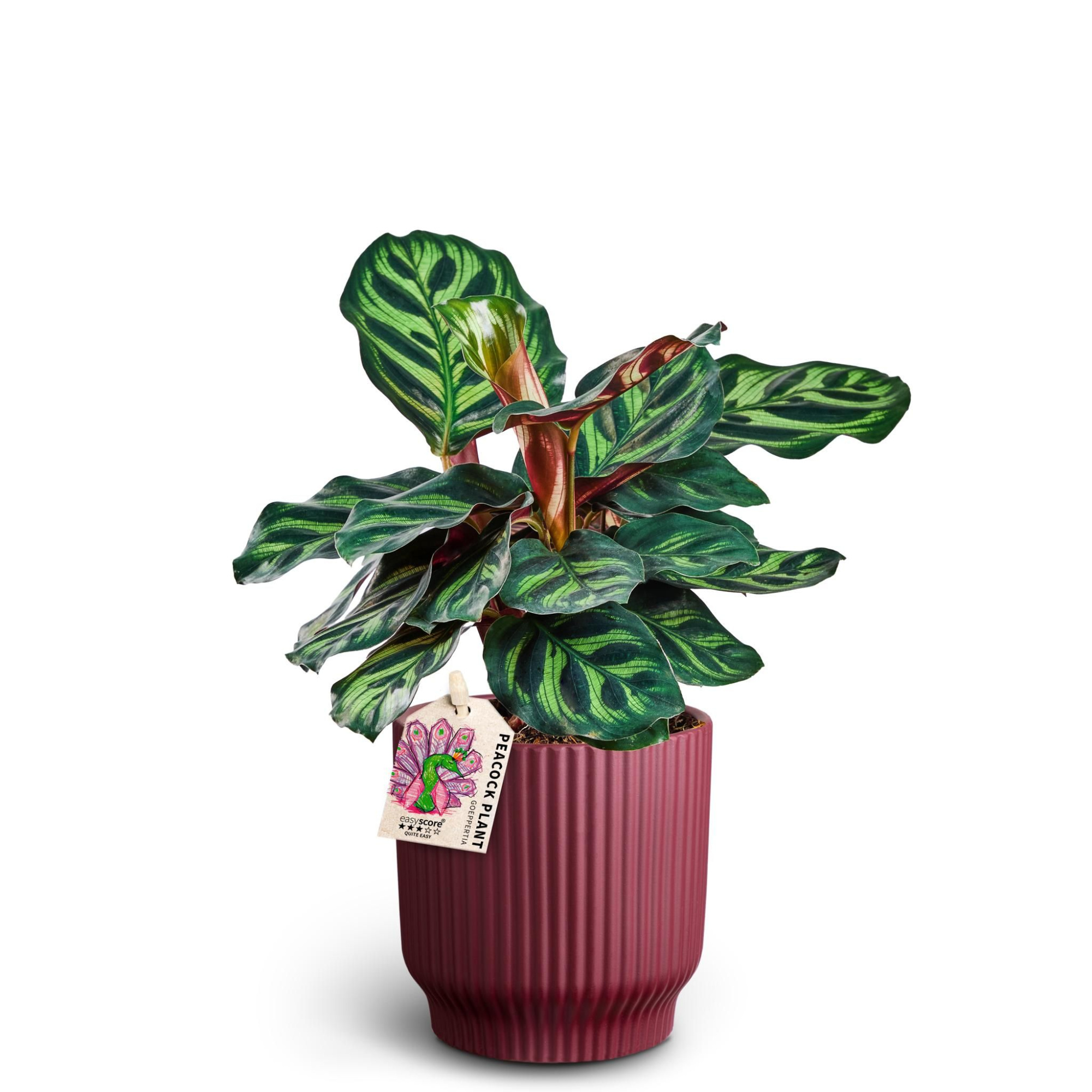 Nordic Aubergine, Calathea makoyana, D 10 cm
