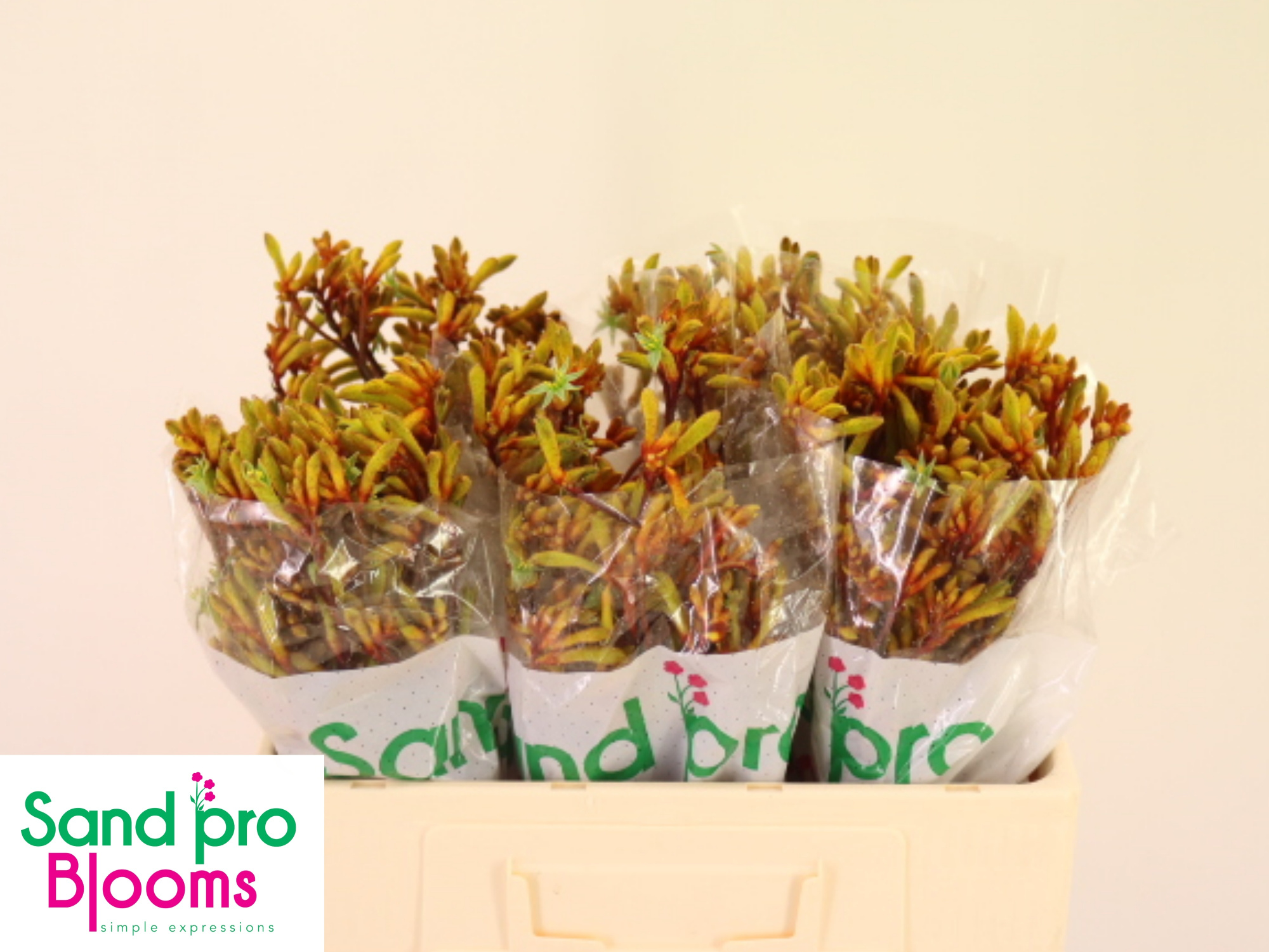 Анигозантус Голд Фивер 50 (оранж.), шт.