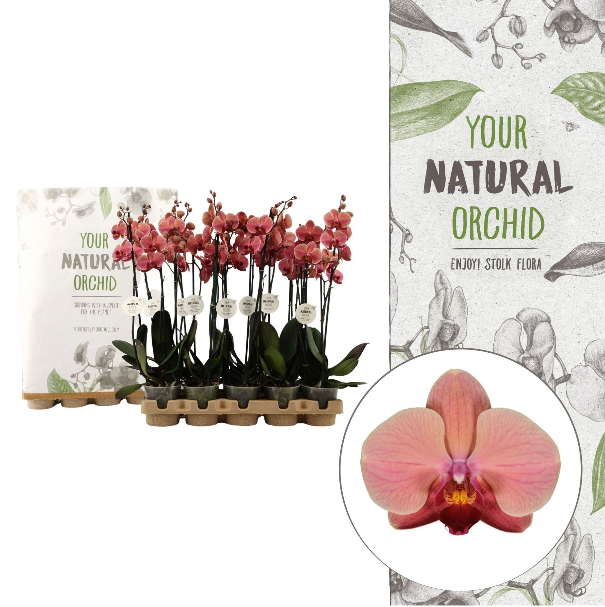 Your Natural Orchid | Eco Orange | Phalaenopsis 2 spike, D 12