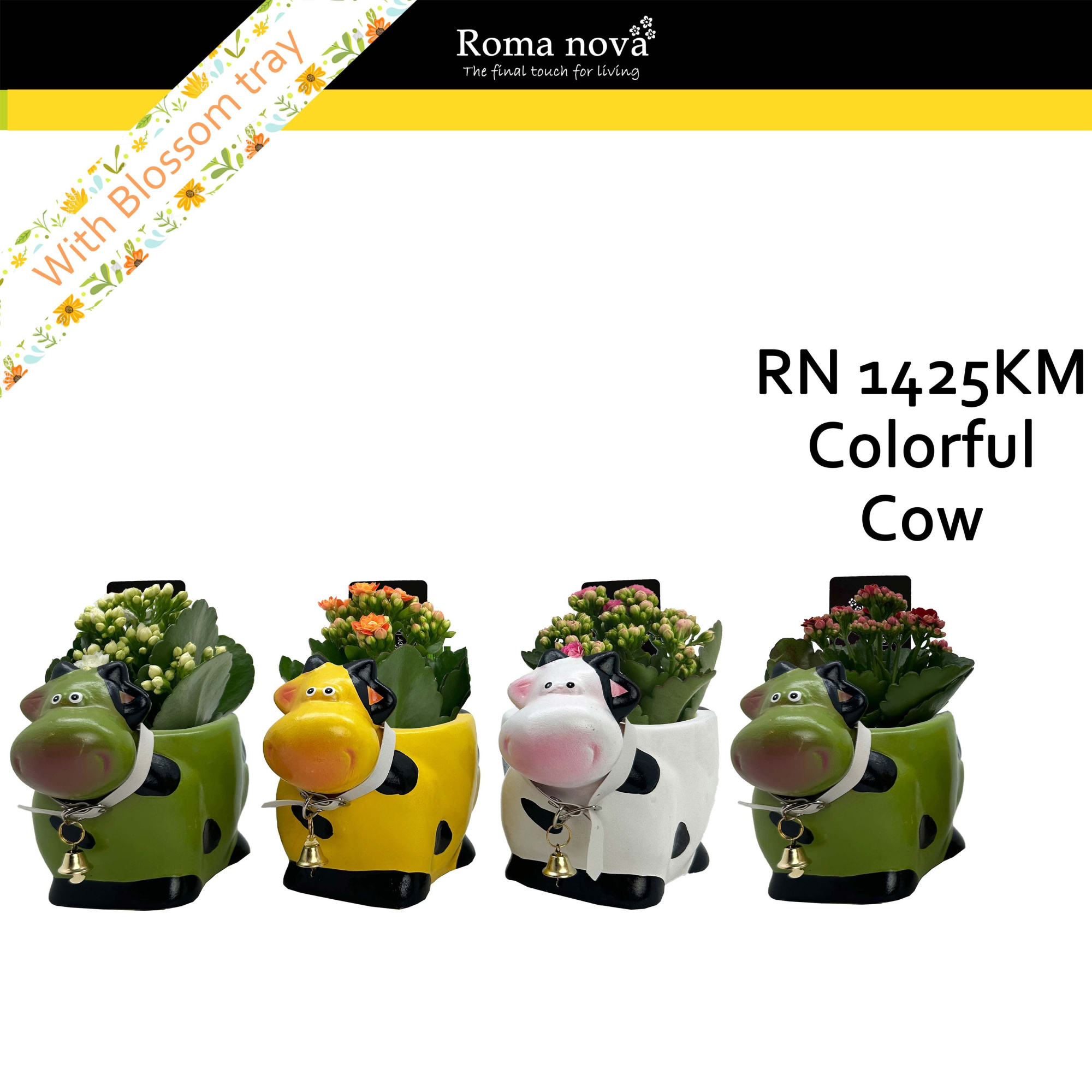 1425KM - Colorful Cow (Kalanchoe mix), D 17