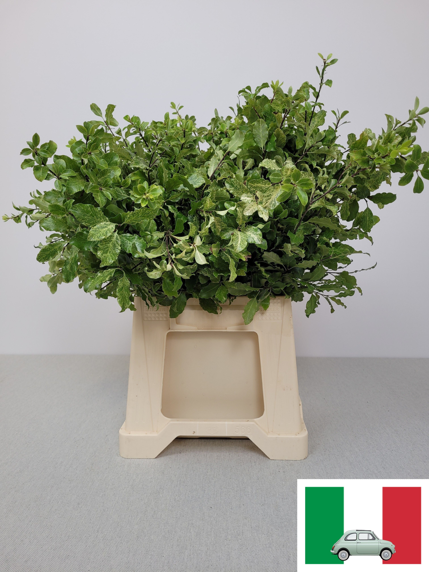 Питтоспорум Овериг за пучок 50, пуч.