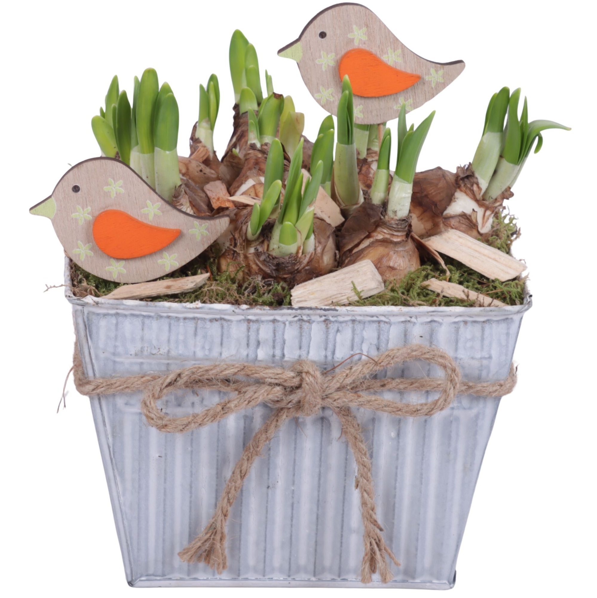 Bulbs Arr. Narcis Zinc Pot Square with Rope Ø19cm, D 19