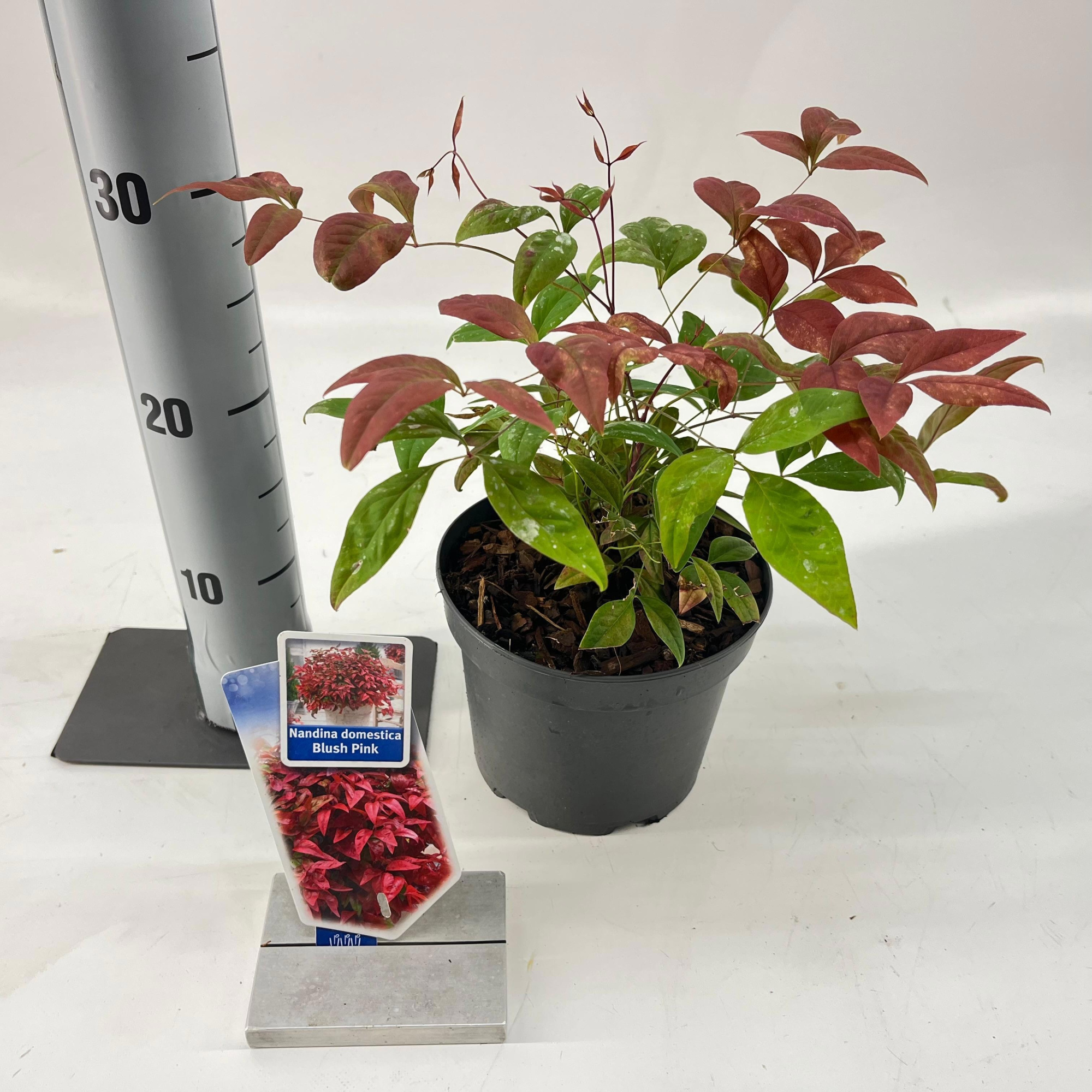 Nandina domestica 'Blush Pink', D 17 cm